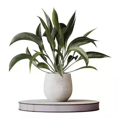 Plants Spathiphyllum Wallisii Bellini Peace Lily Domino Set02 3D model