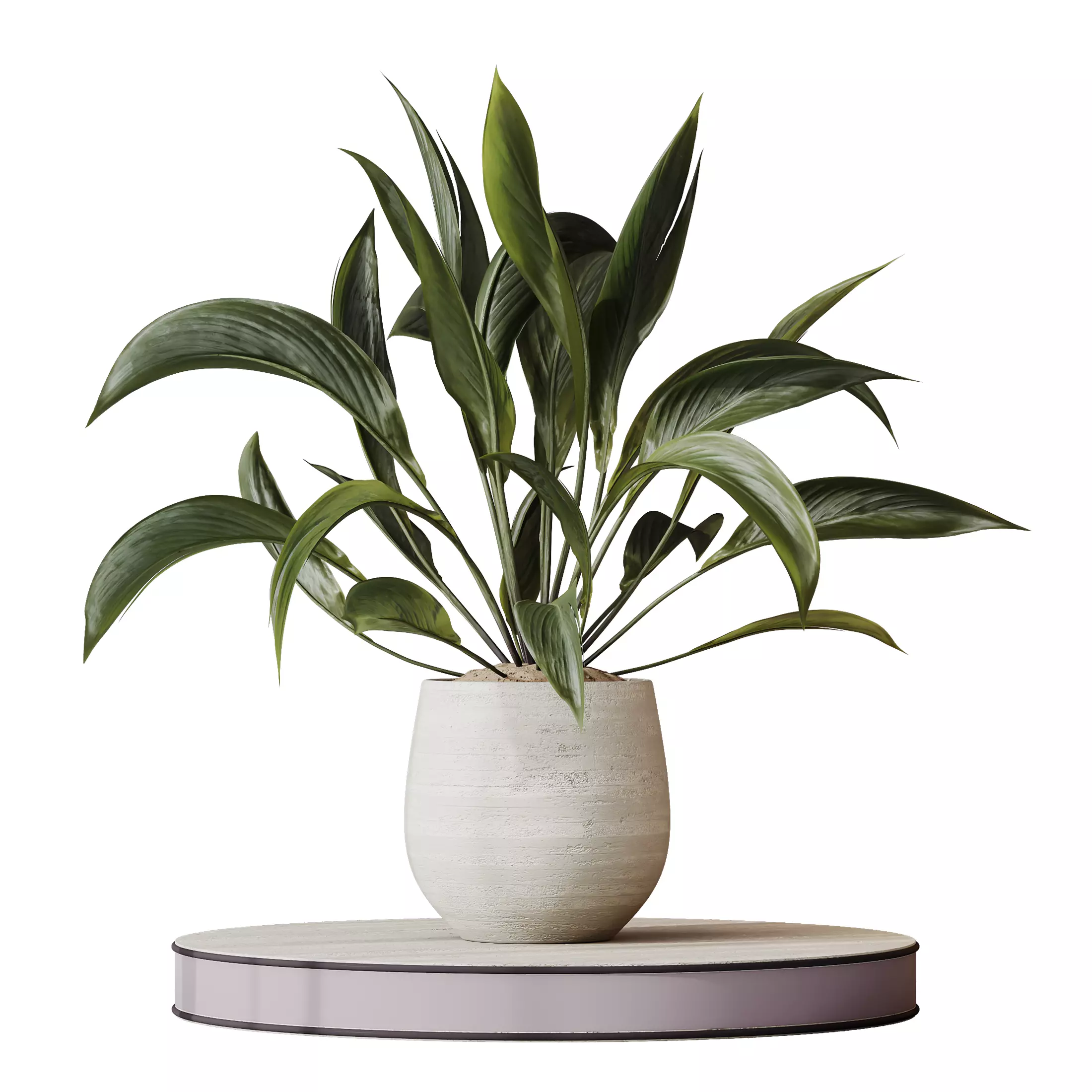 Plants Spathiphyllum Wallisii Bellini Peace Lily Domino Set02 3D model_0