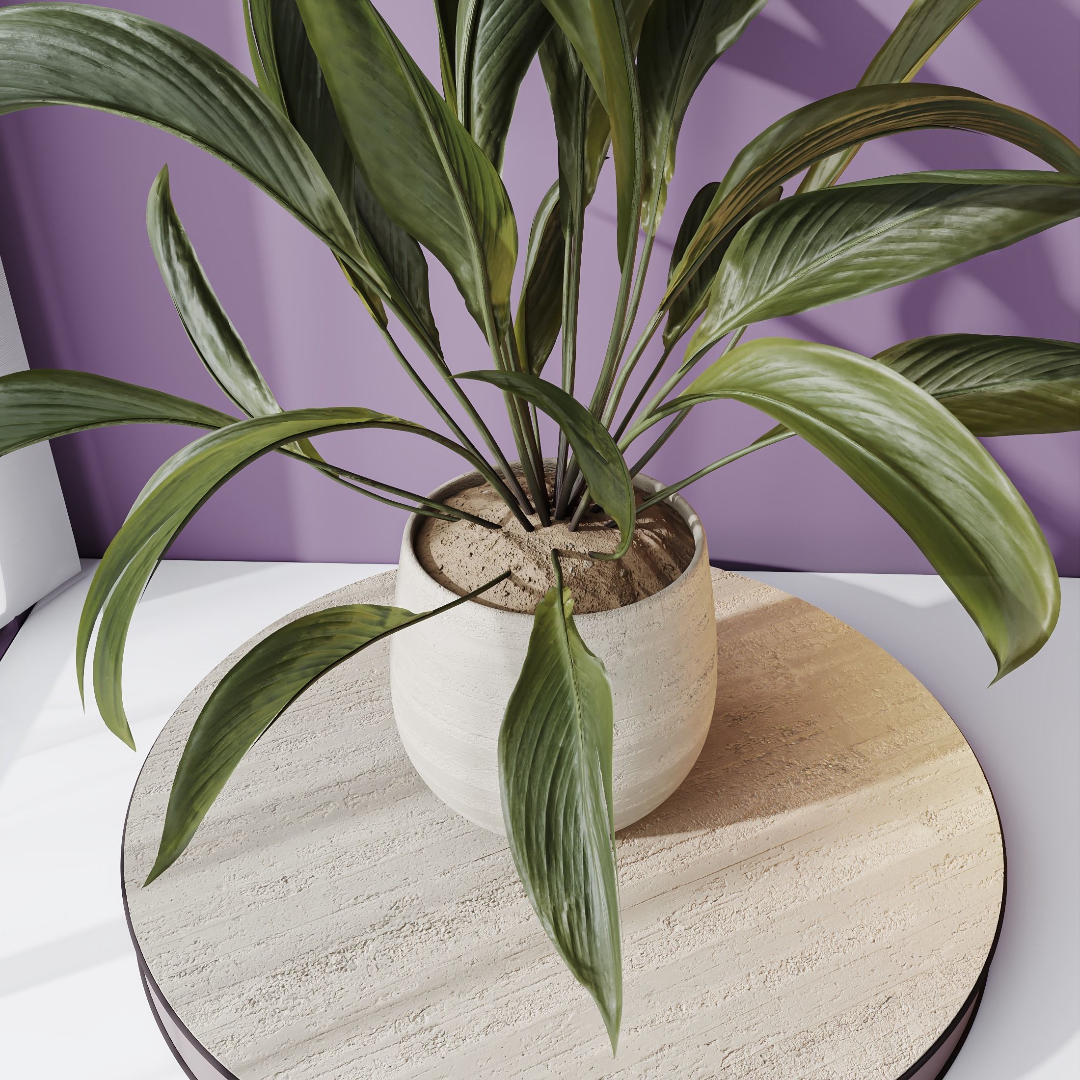 Plants Spathiphyllum Wallisii Bellini Peace Lily Domino Set02 3D model_3