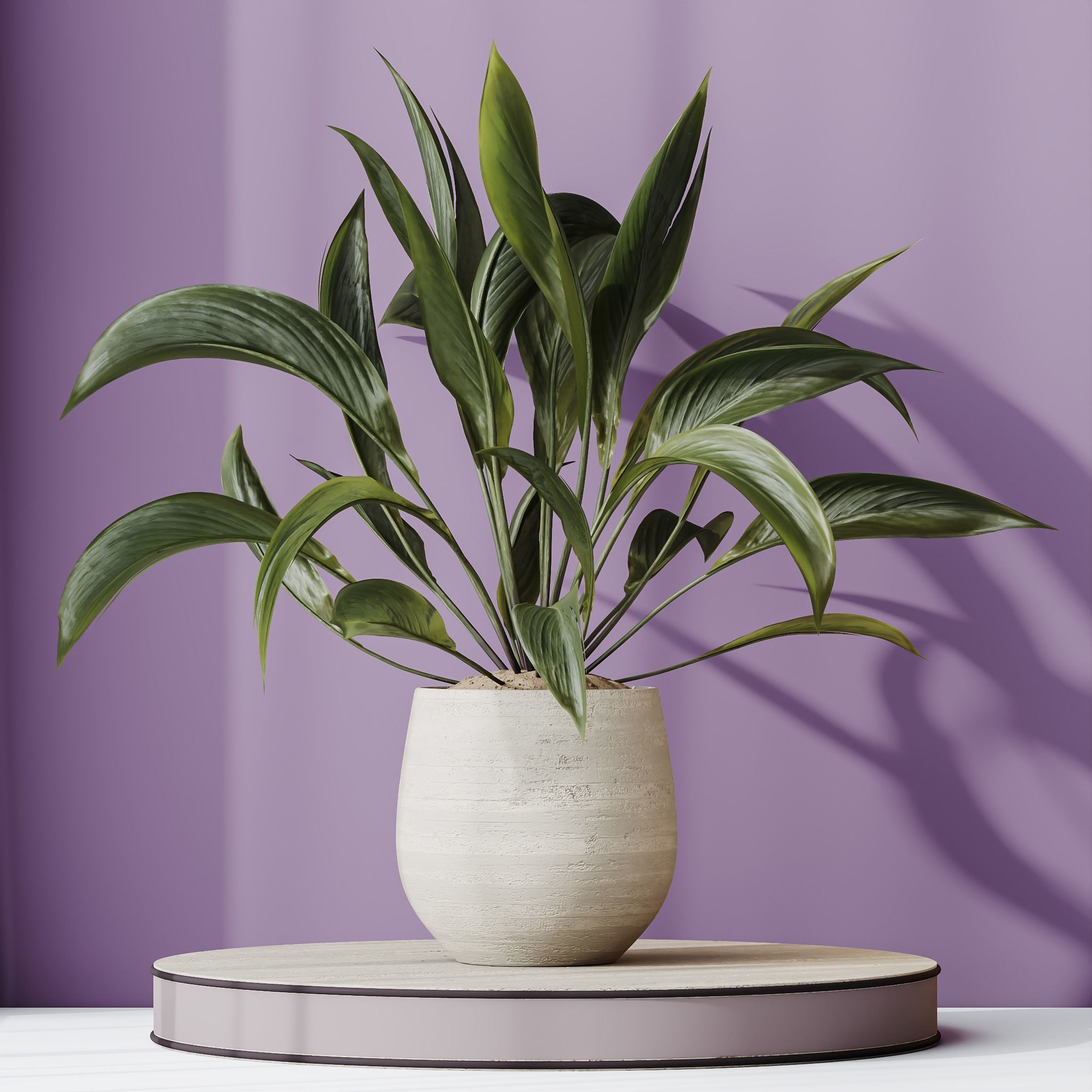 Plants Spathiphyllum Wallisii Bellini Peace Lily Domino Set02 3D model_2