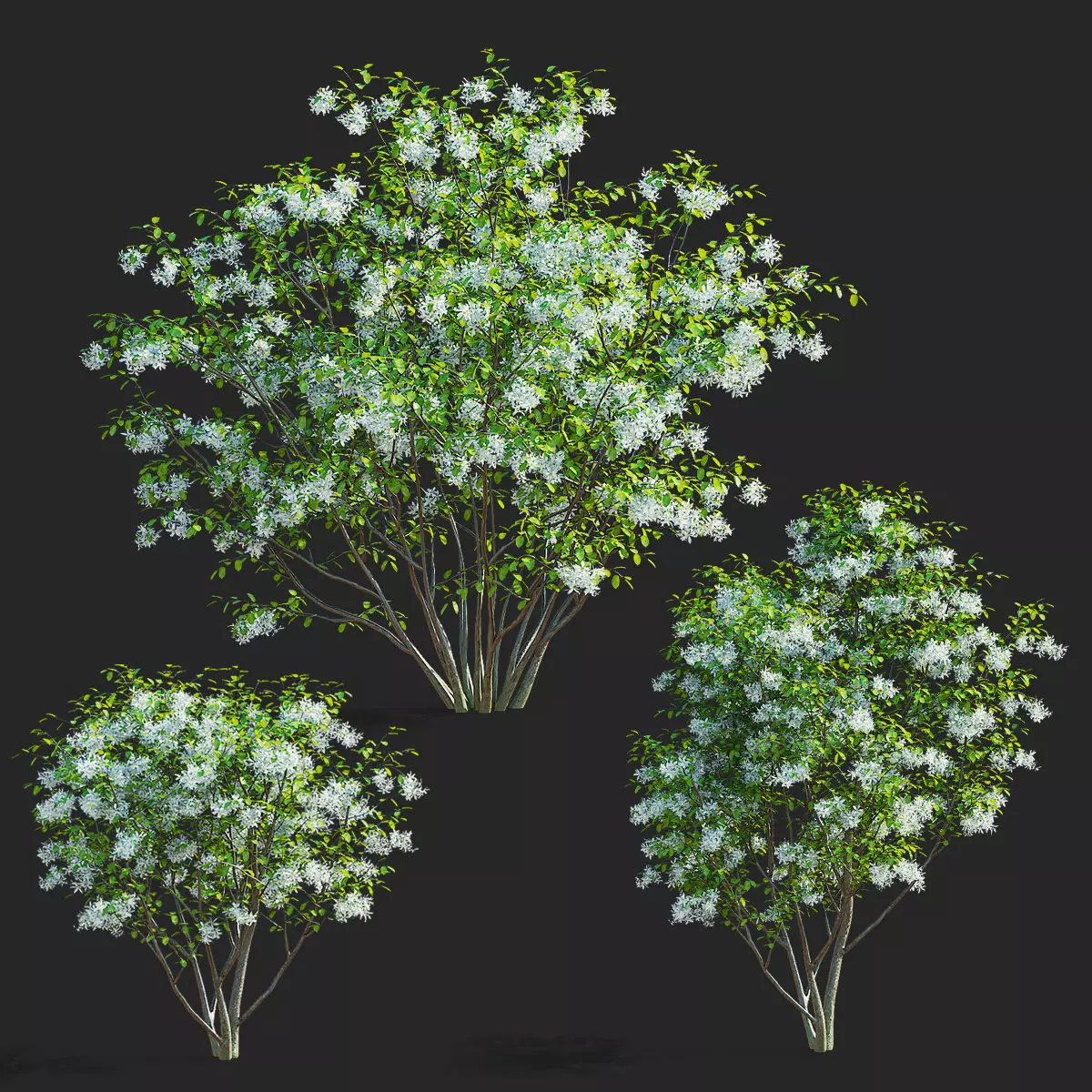 Amelanchier canadensis flowering 3D model