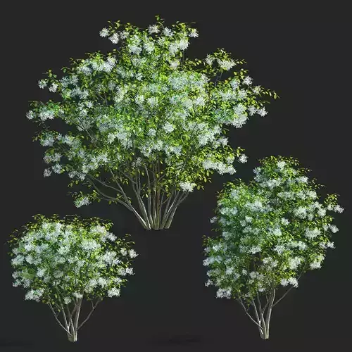 Amelanchier canadensis flowering