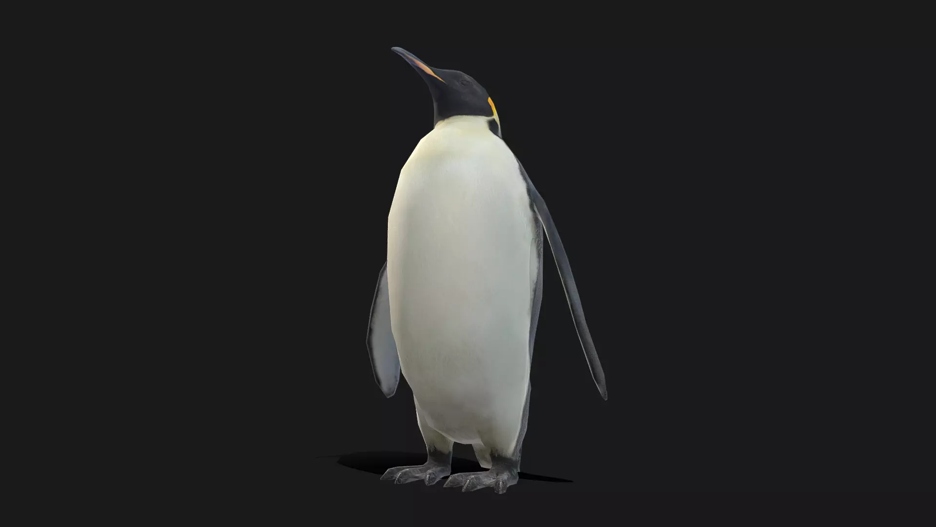 Emperor Penguin - Animated Low-poly 3D model
