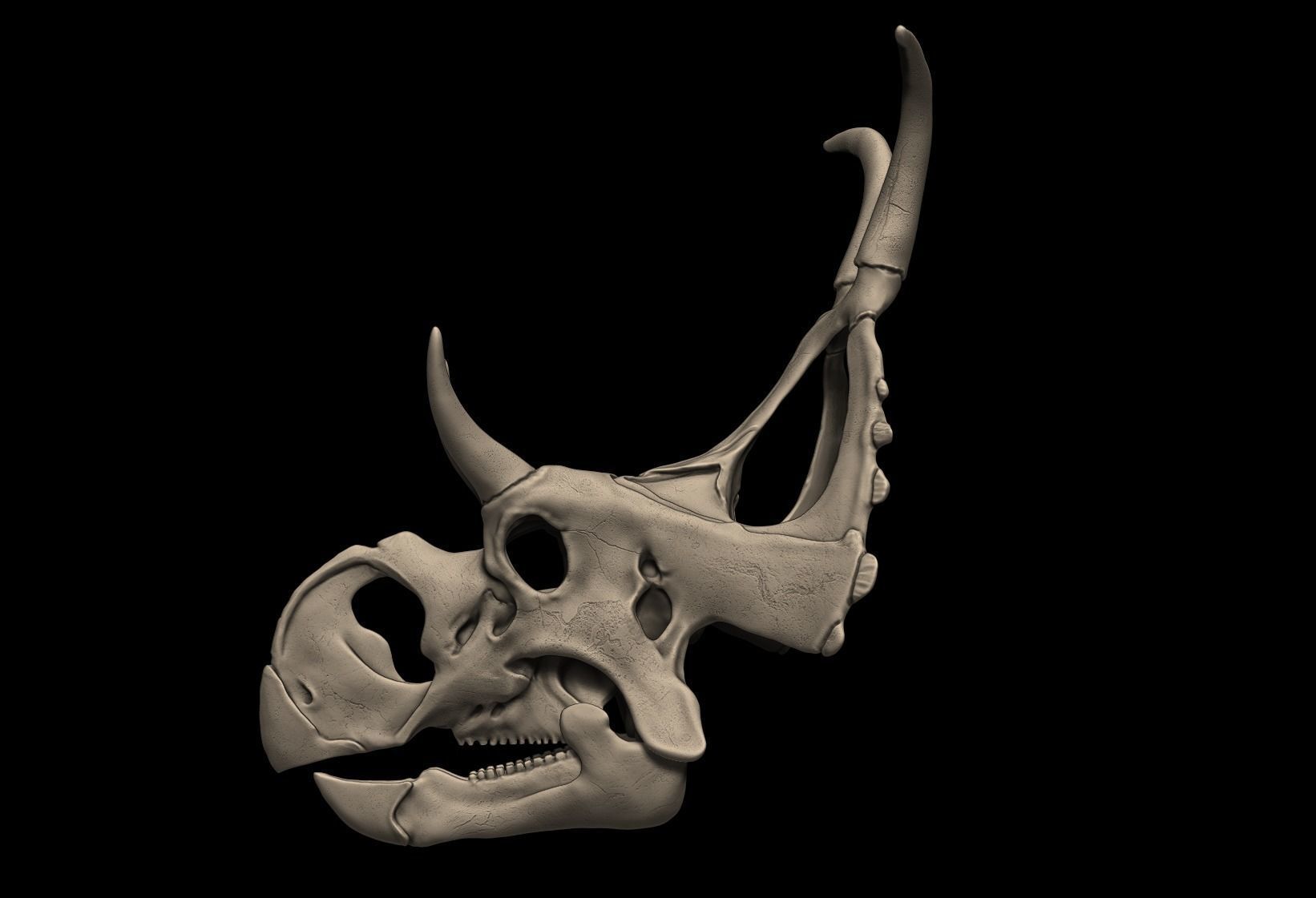 Diabloceratops Skull 3D print model_1