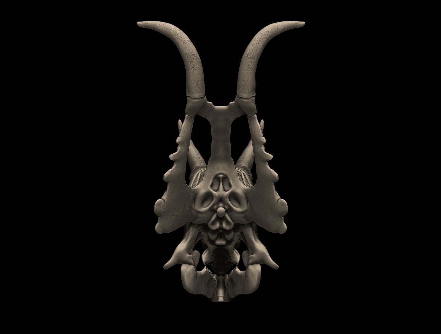 Diabloceratops Skull 3D print model_3