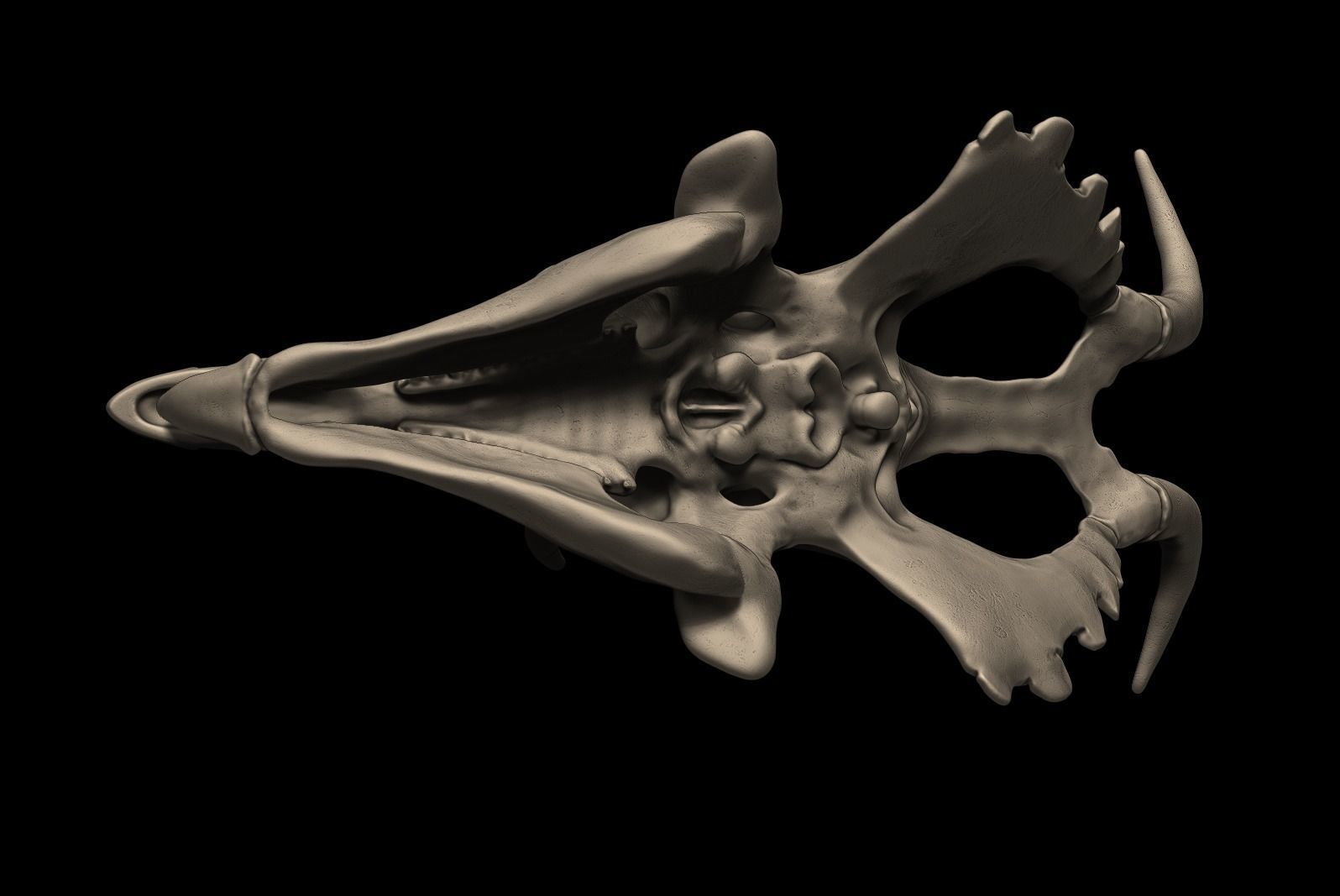 Diabloceratops Skull 3D print model_5