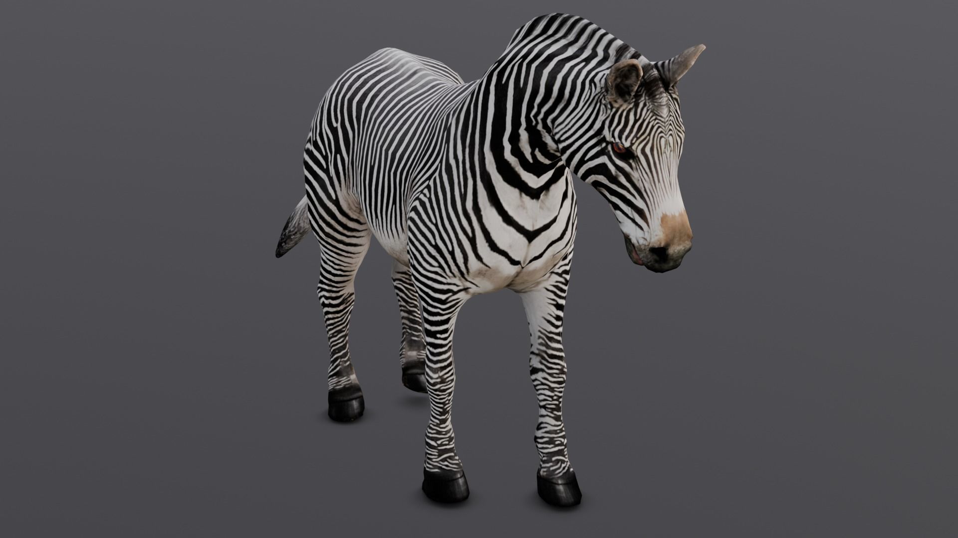 Animated Zebra 3D Model Low-poly 3D model_3