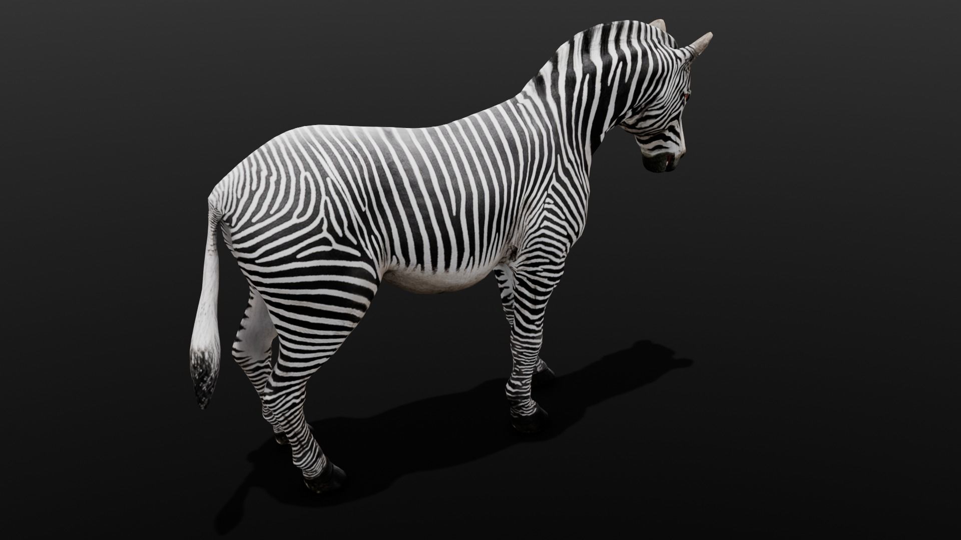 Animated Zebra 3D Model Low-poly 3D model_4