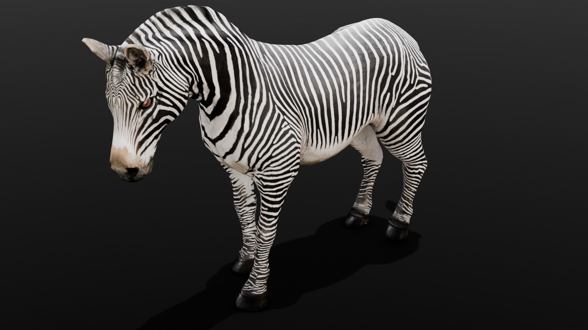 Animated Zebra 3D Model Low-poly 3D model_1