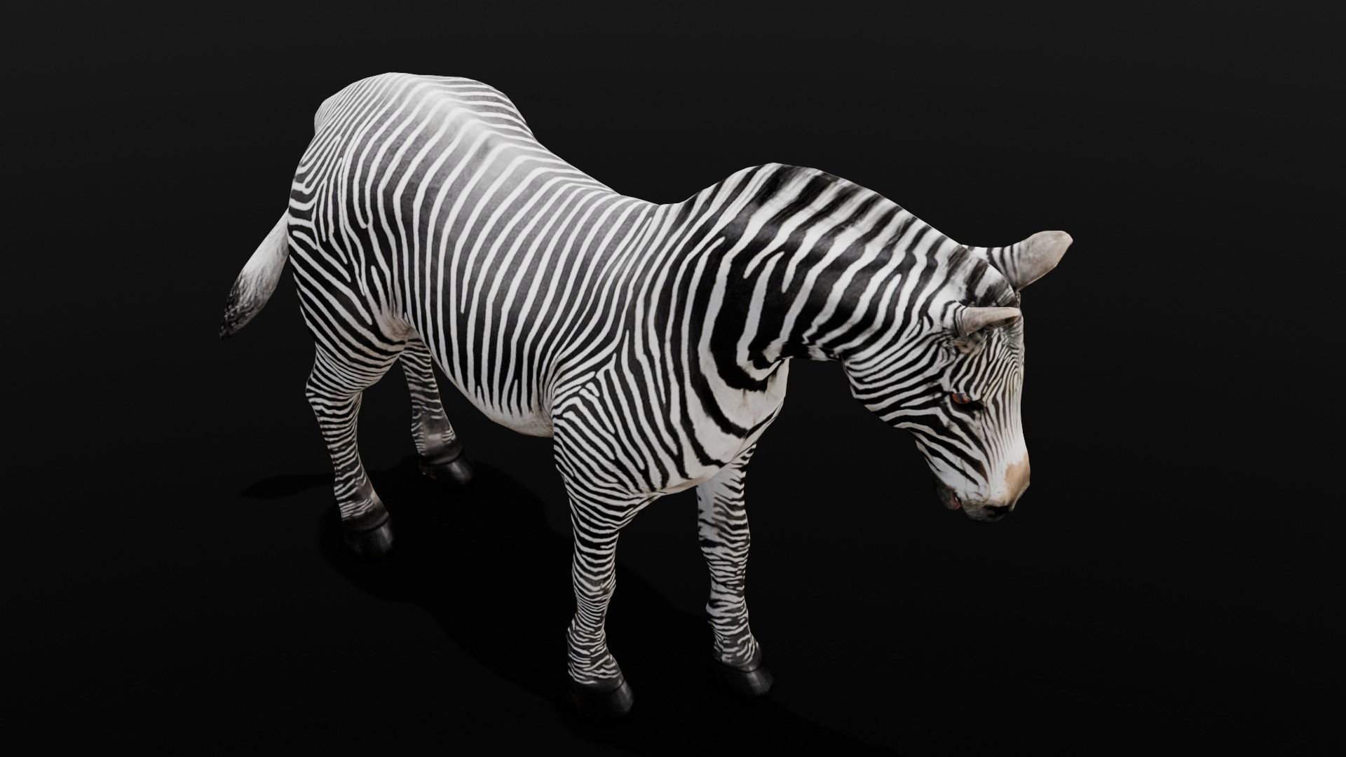 Animated Zebra 3D Model Low-poly 3D model_10