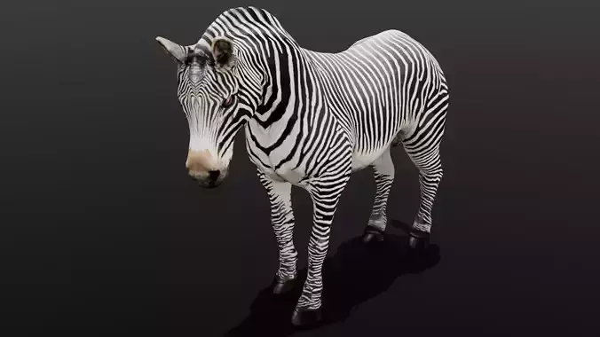 Animated Zebra 3D Model