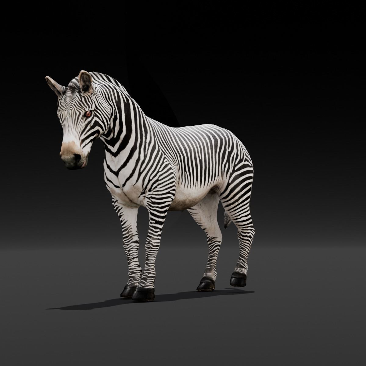 Animated Zebra 3D Model Low-poly 3D model_19