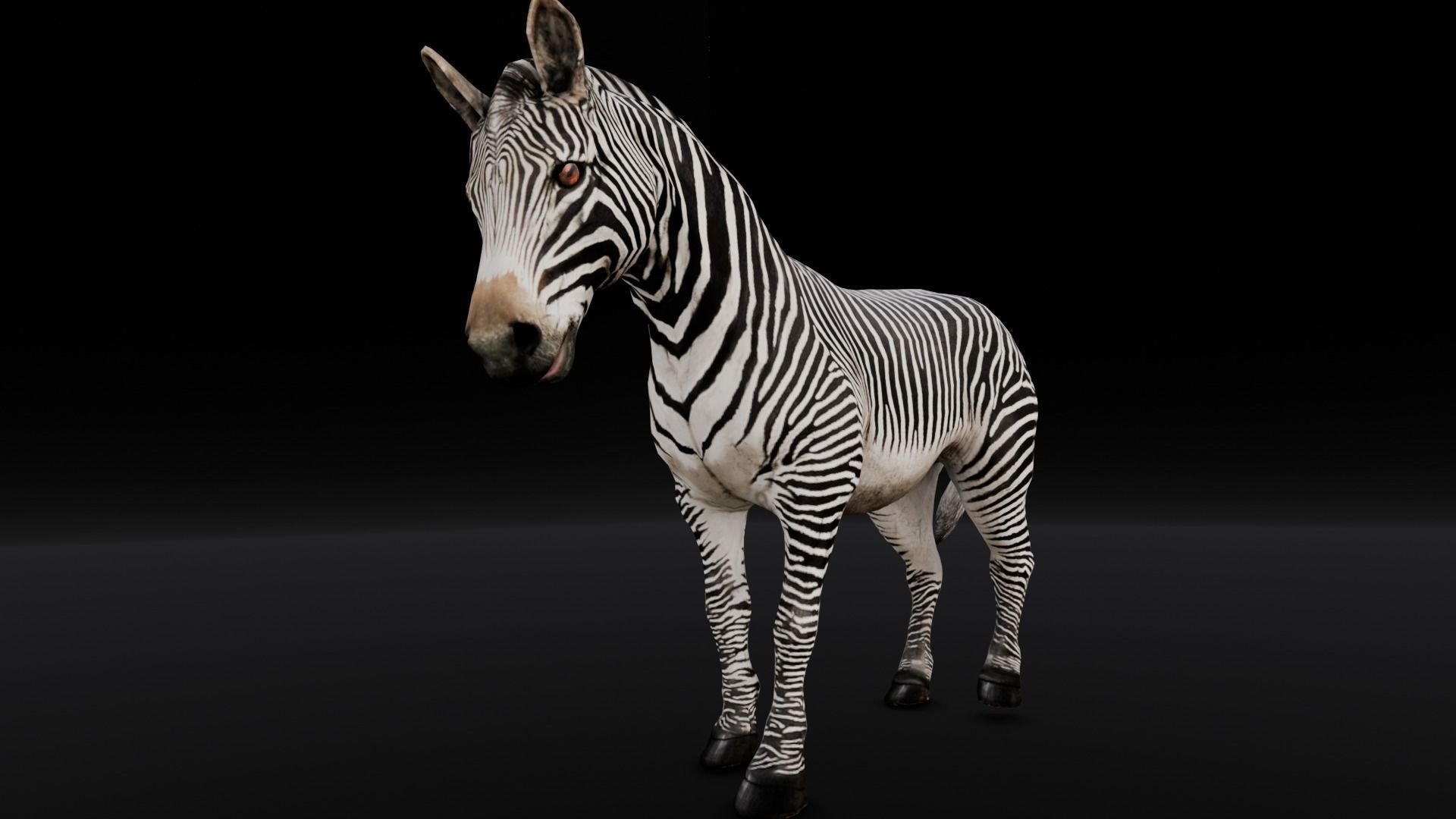 Animated Zebra 3D Model Low-poly 3D model_15