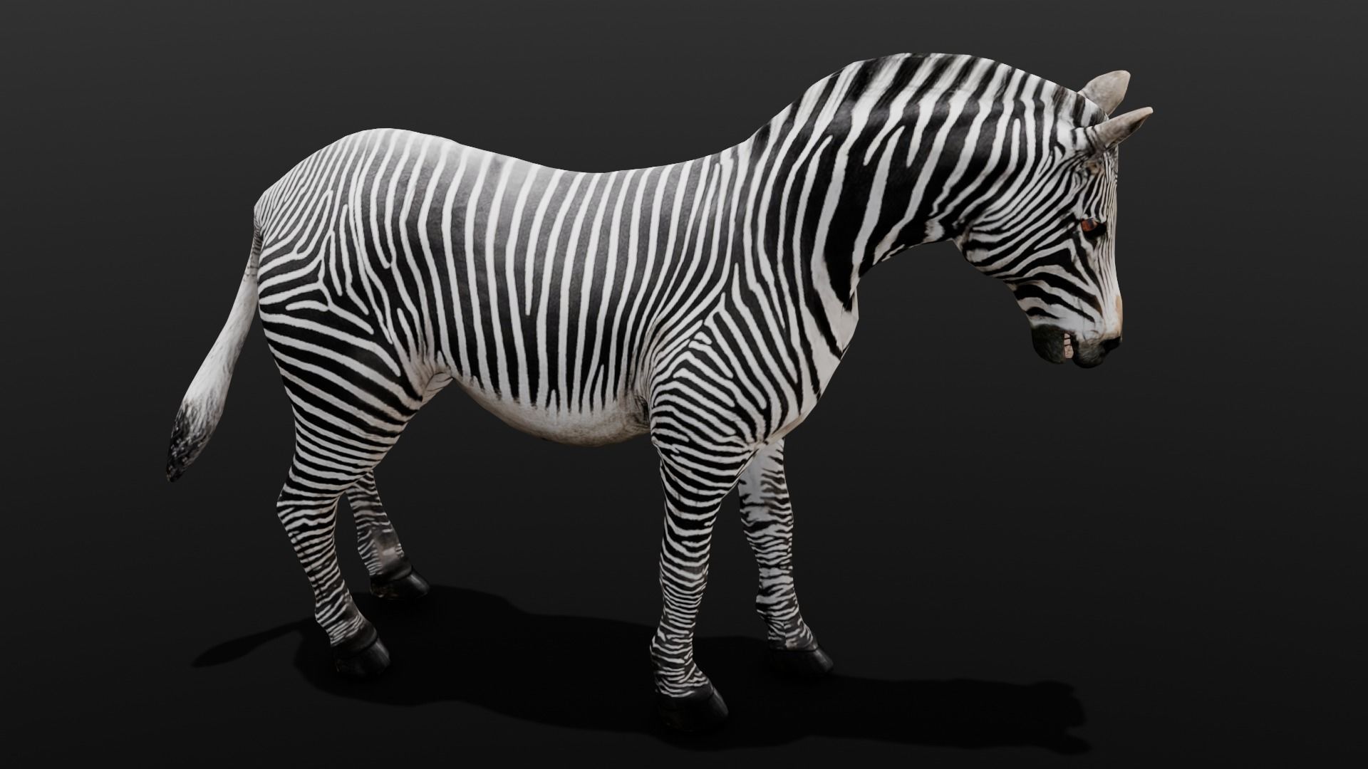 Animated Zebra 3D Model Low-poly 3D model_5