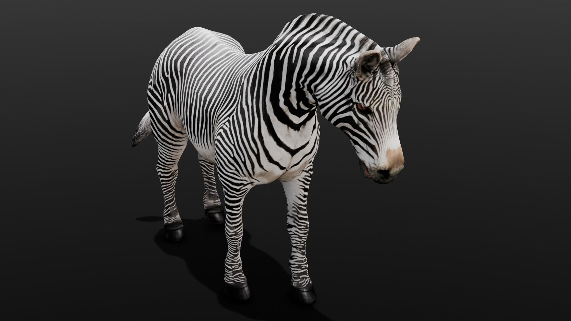 Animated Zebra 3D Model Low-poly 3D model_13