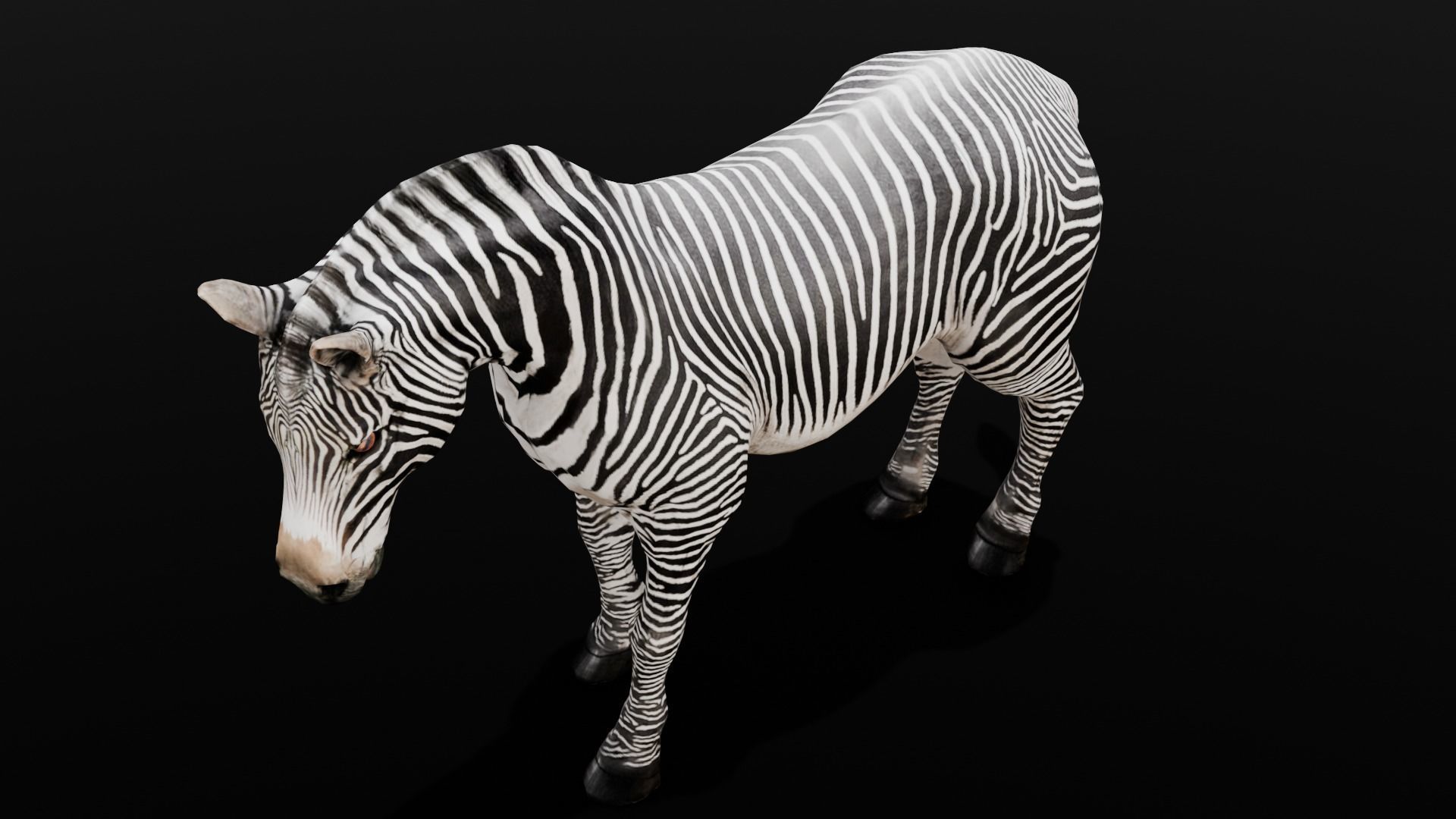 Animated Zebra 3D Model Low-poly 3D model_11