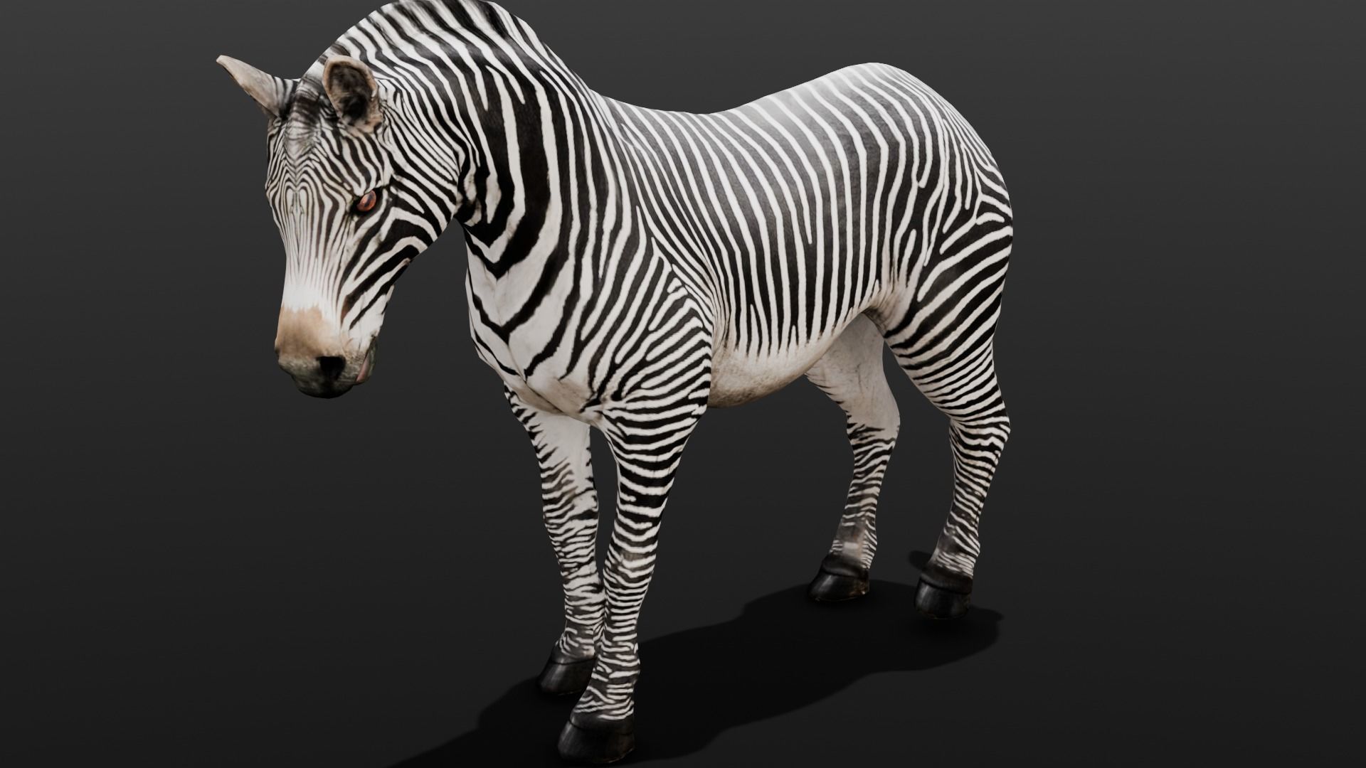 Animated Zebra 3D Model Low-poly 3D model_14