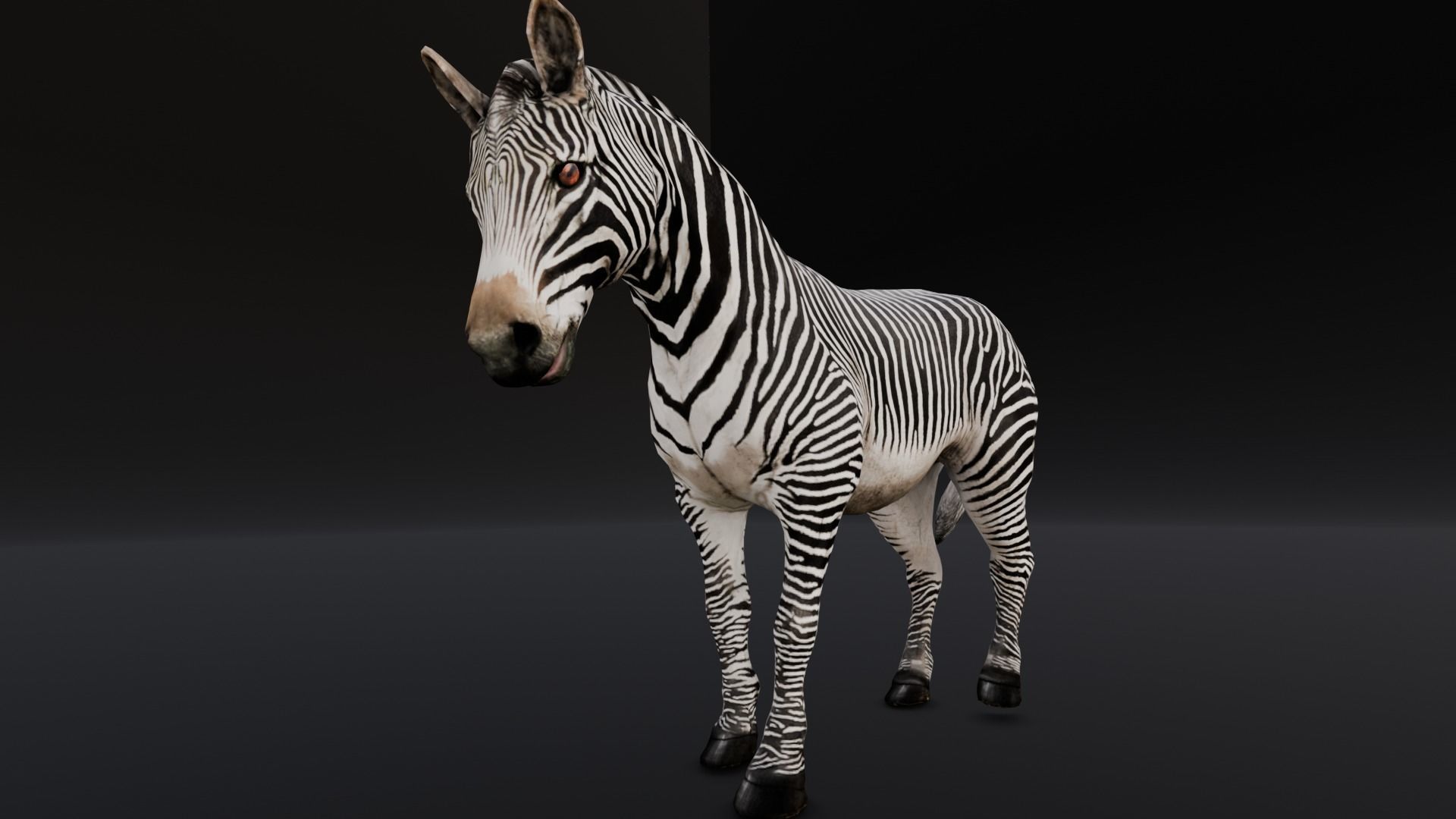 Animated Zebra 3D Model Low-poly 3D model_7
