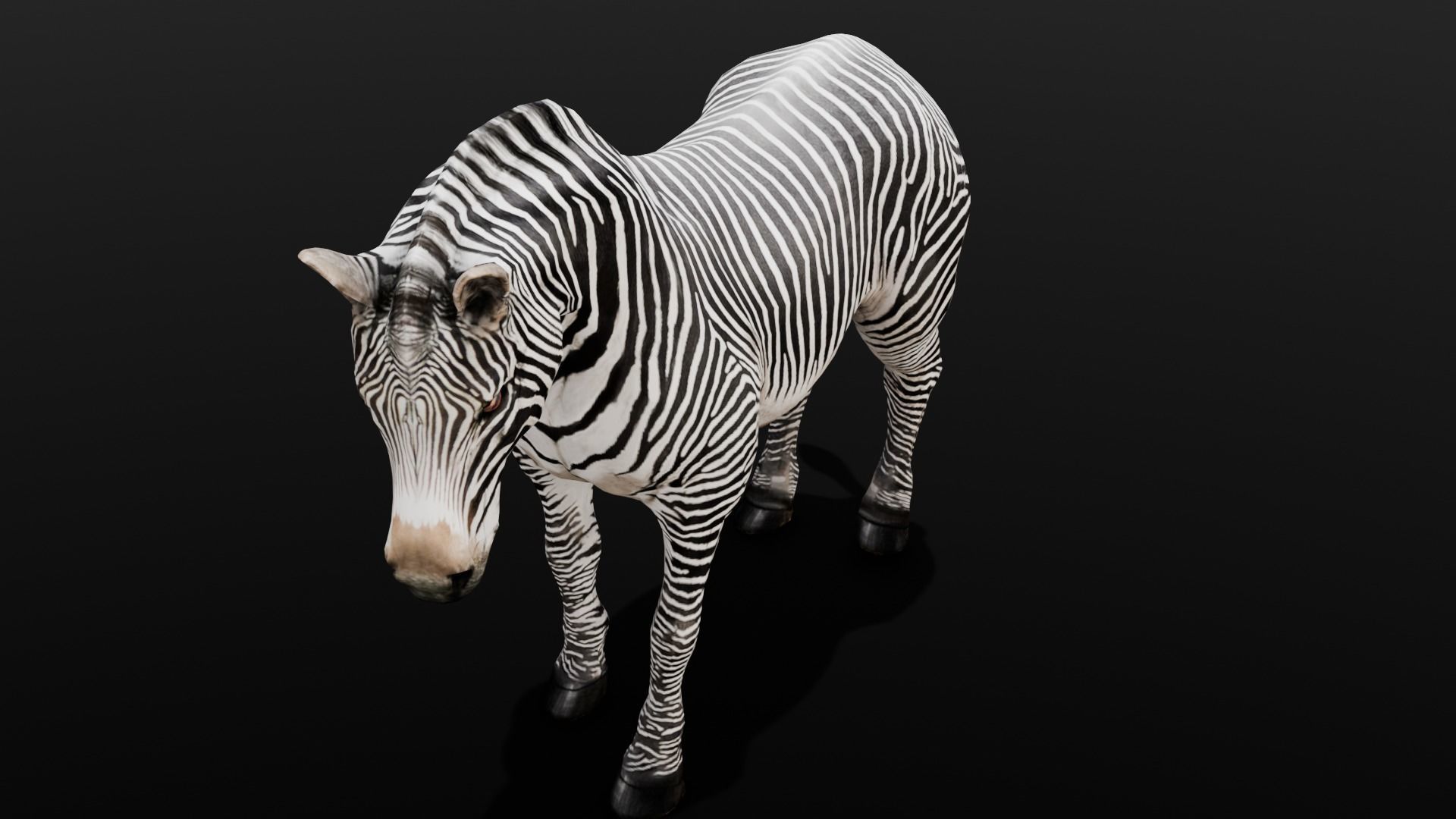 Animated Zebra 3D Model Low-poly 3D model_8