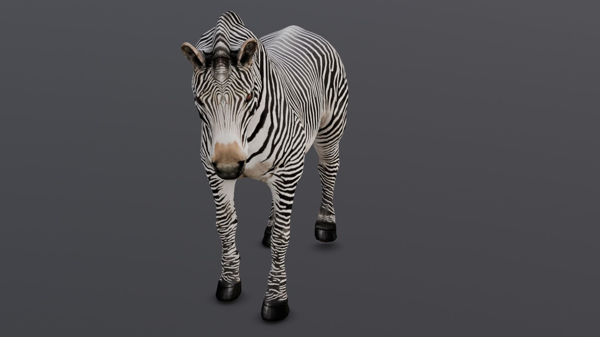 Animated Zebra 3D Model Low-poly 3D model_18