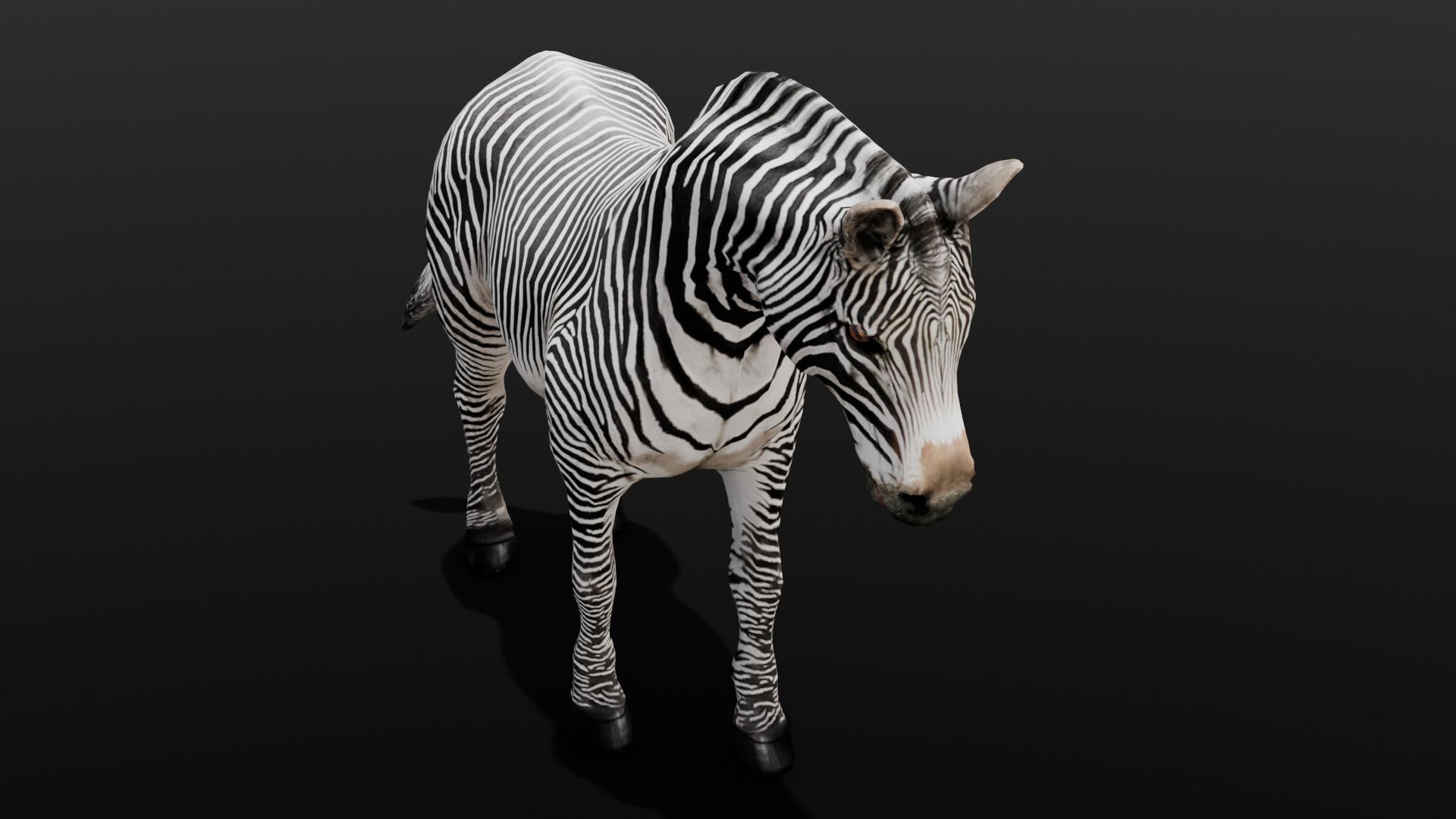 Animated Zebra 3D Model Low-poly 3D model_6