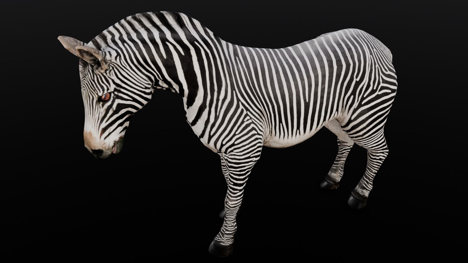 Animated Zebra 3D Model Low-poly 3D model_2