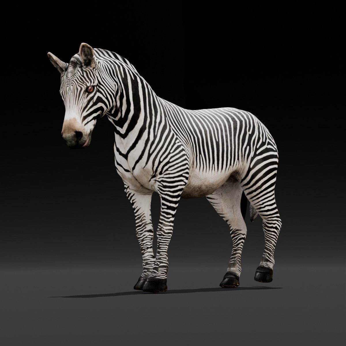 Animated Zebra 3D Model Low-poly 3D model_16