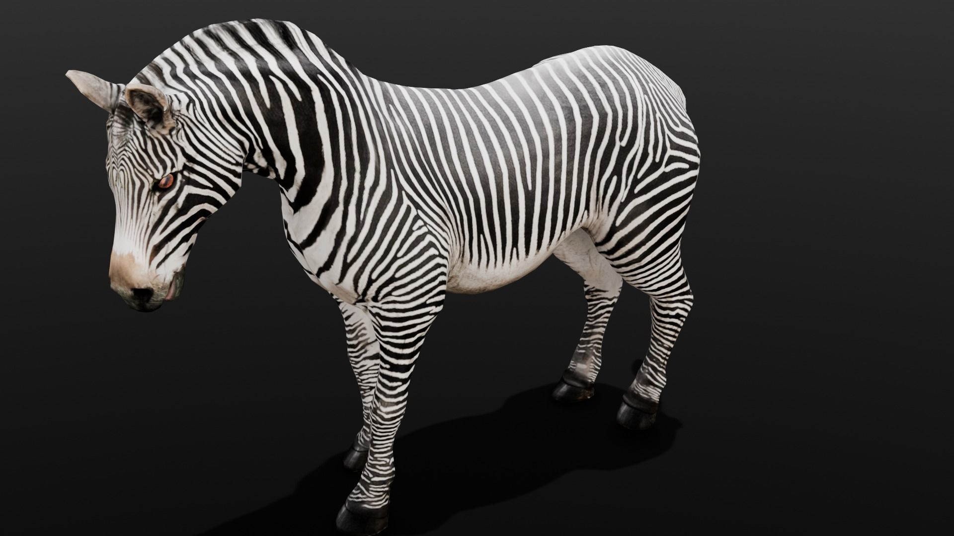 Animated Zebra 3D Model Low-poly 3D model_9