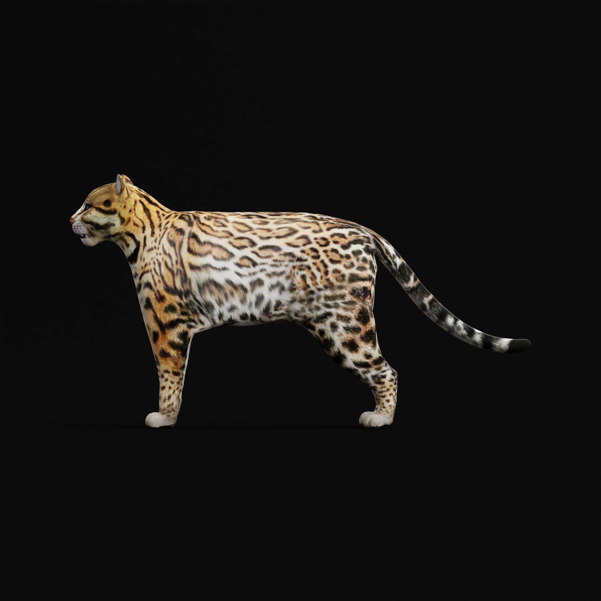 Ocelot Wild Cat Low-poly 3D model_8