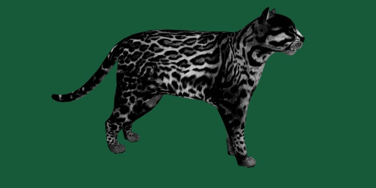Ocelot Wild Cat Low-poly 3D model_14