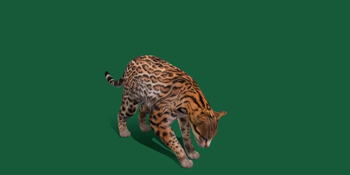 Ocelot Wild Cat Low-poly 3D model_11