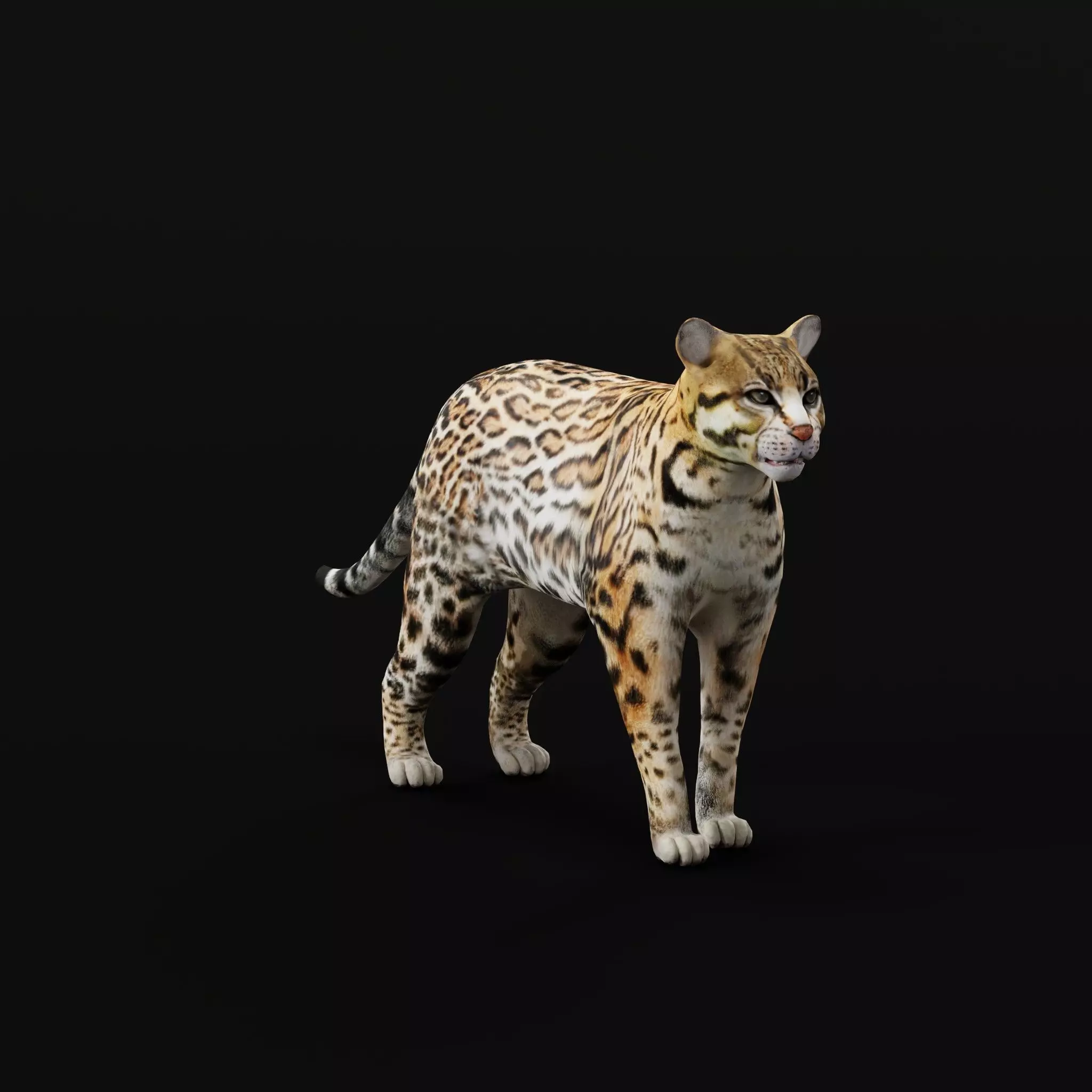 Ocelot Wild Cat Low-poly 3D model_0