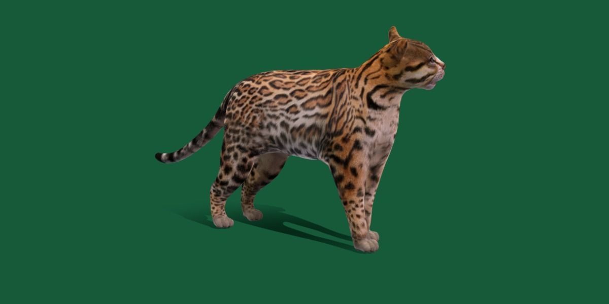 Ocelot Wild Cat Low-poly 3D model_25