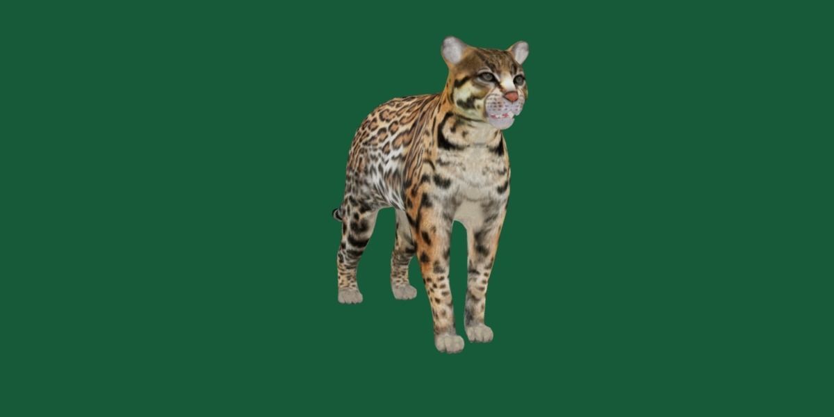 Ocelot Wild Cat Low-poly 3D model_28