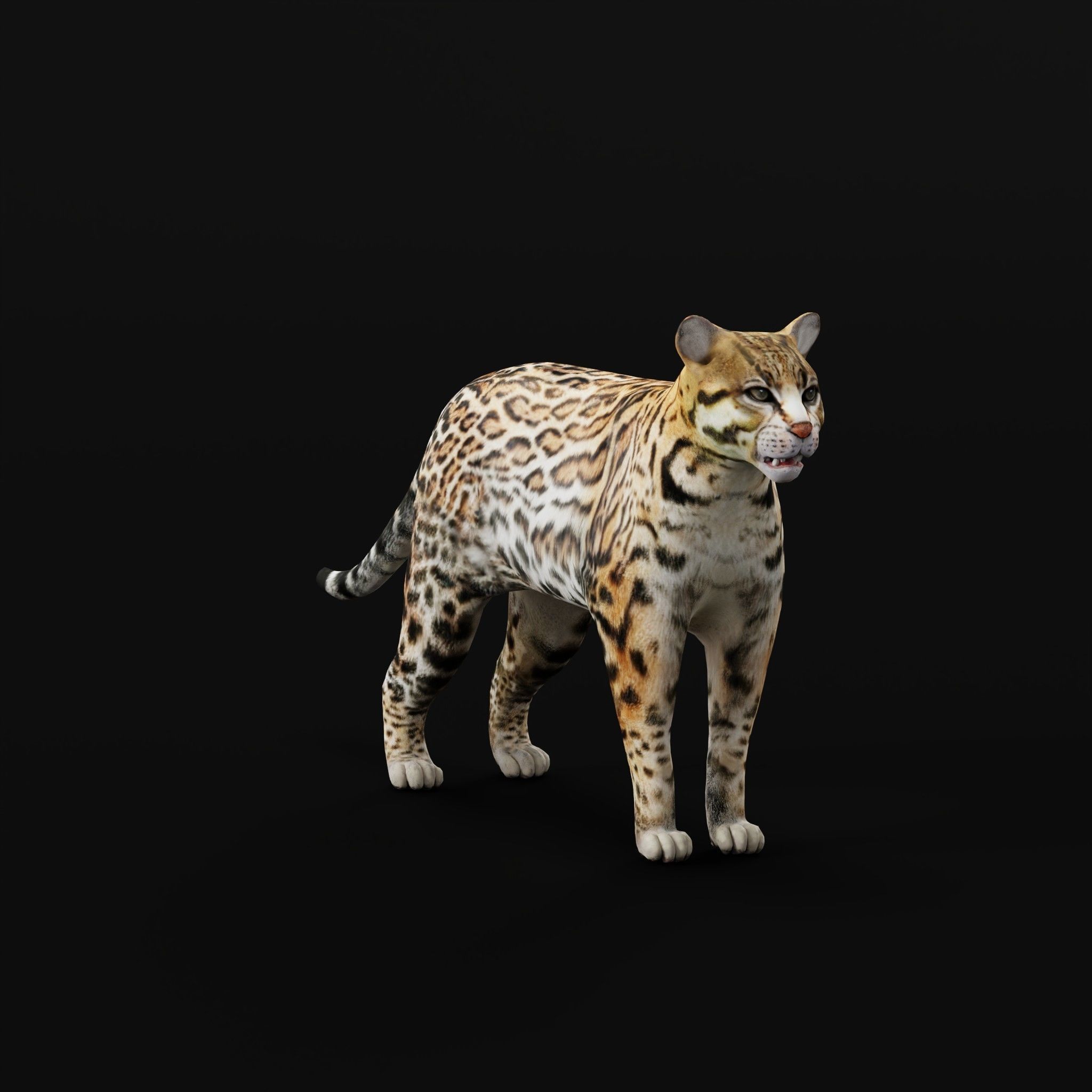 Ocelot Wild Cat Low-poly 3D model_6