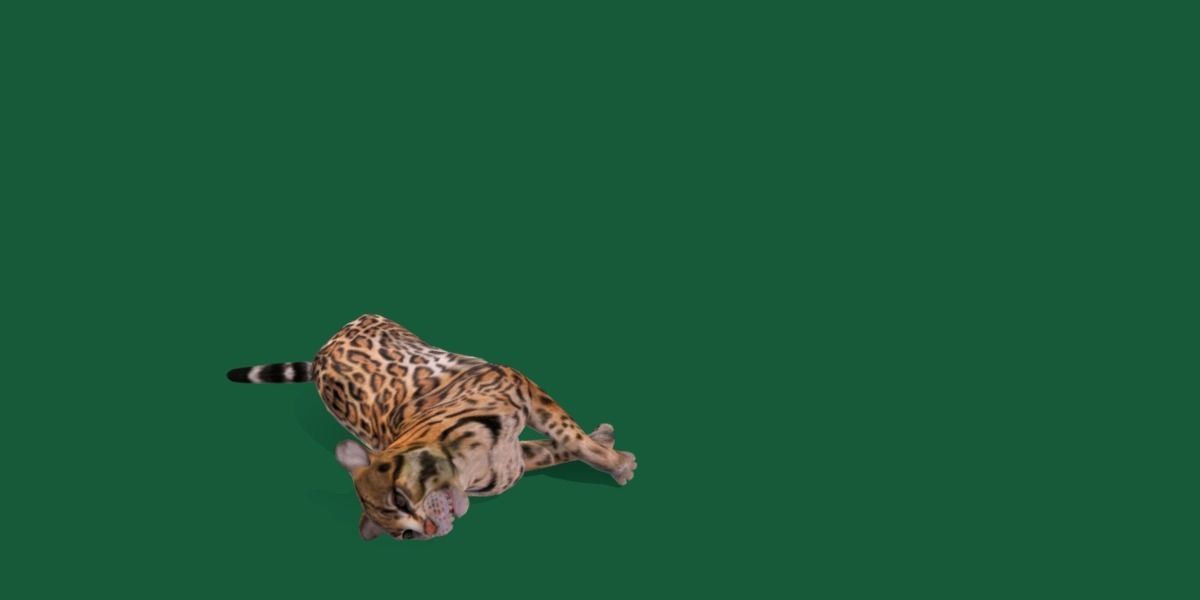 Ocelot Wild Cat Low-poly 3D model_22