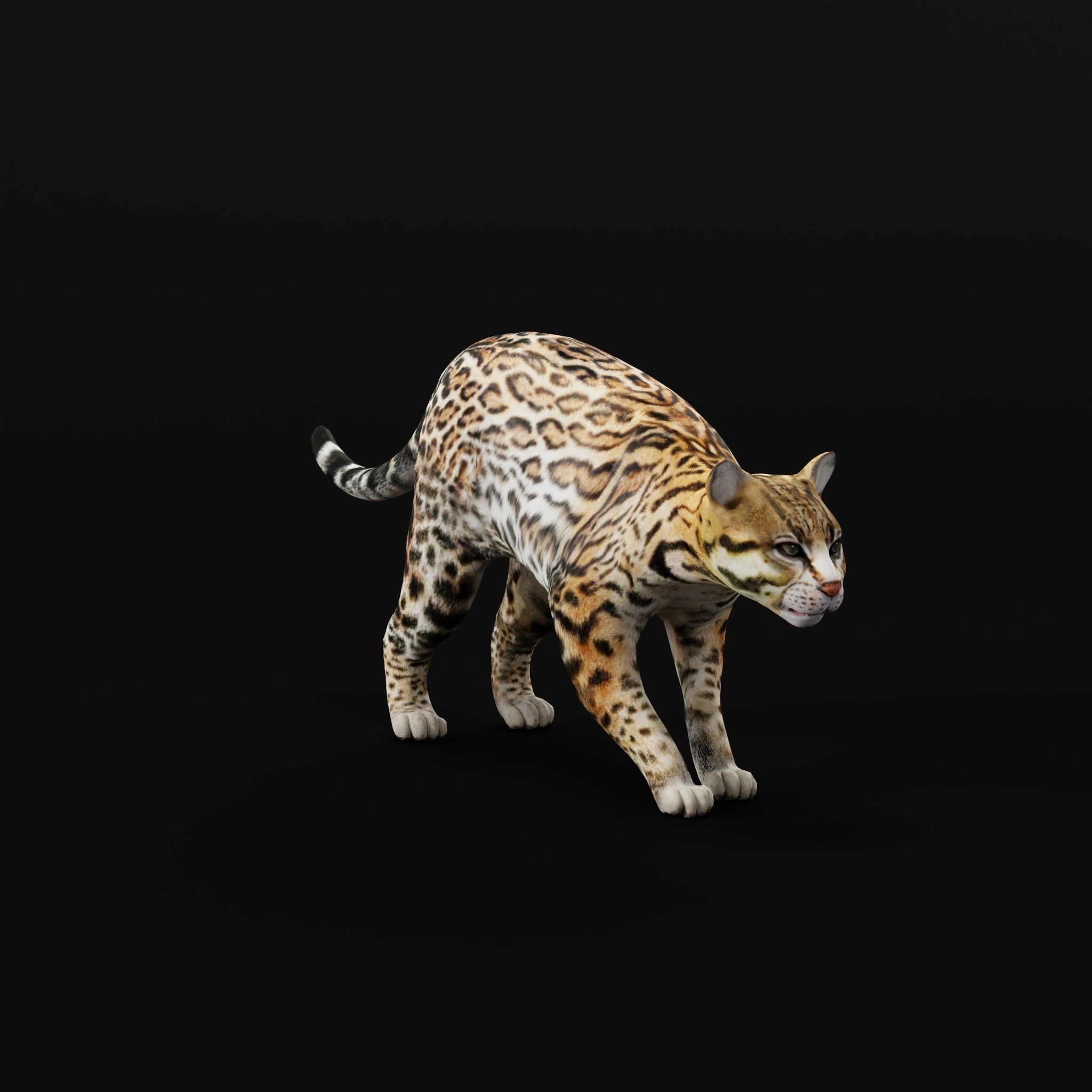 Ocelot Wild Cat Low-poly 3D model_10