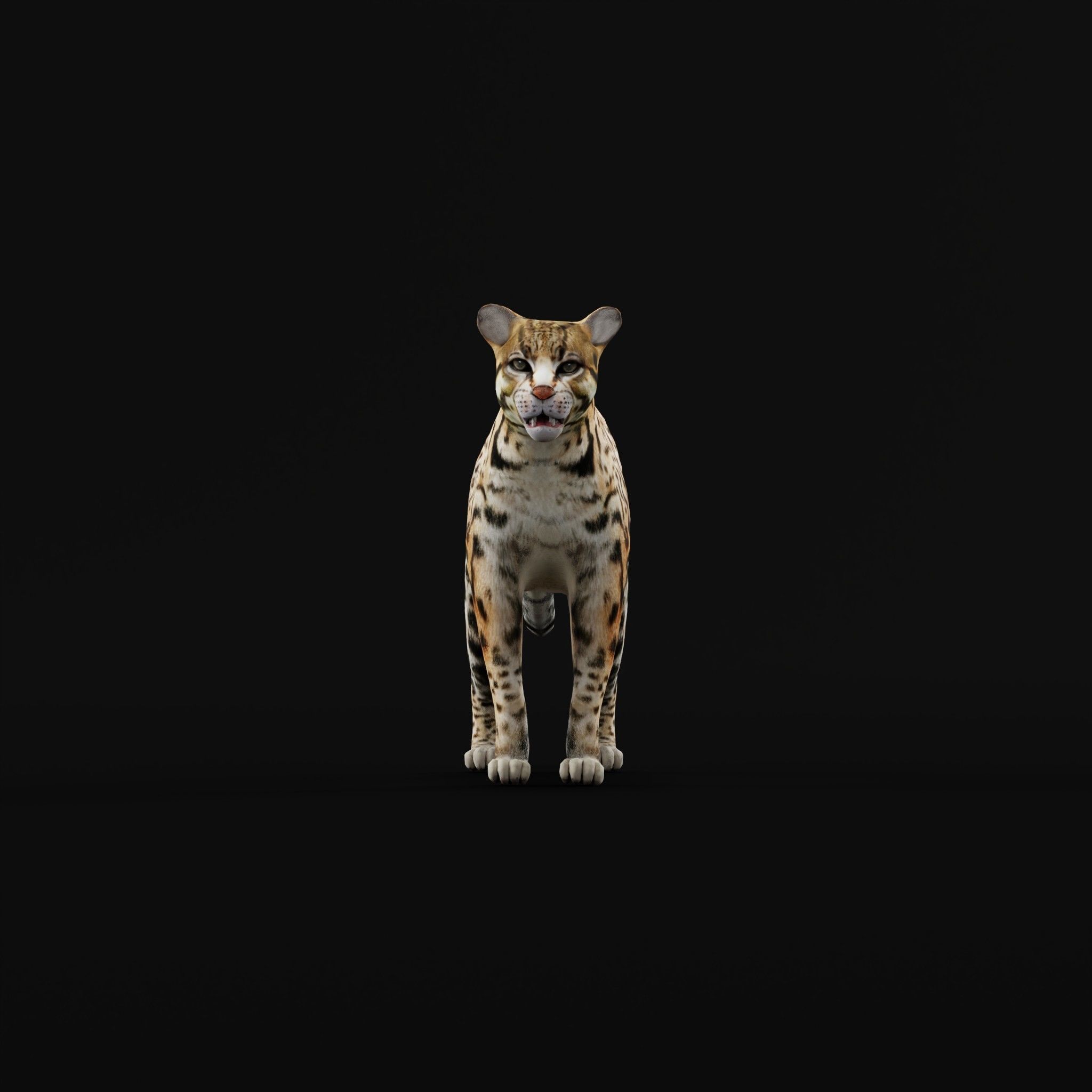 Ocelot Wild Cat Low-poly 3D model_7