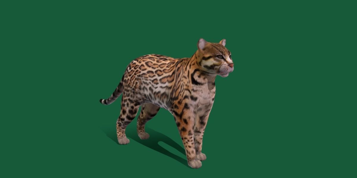 Ocelot Wild Cat Low-poly 3D model_32
