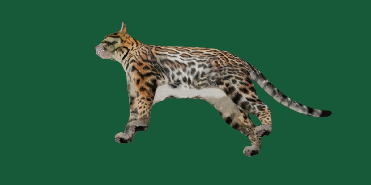 Ocelot Wild Cat Low-poly 3D model_29
