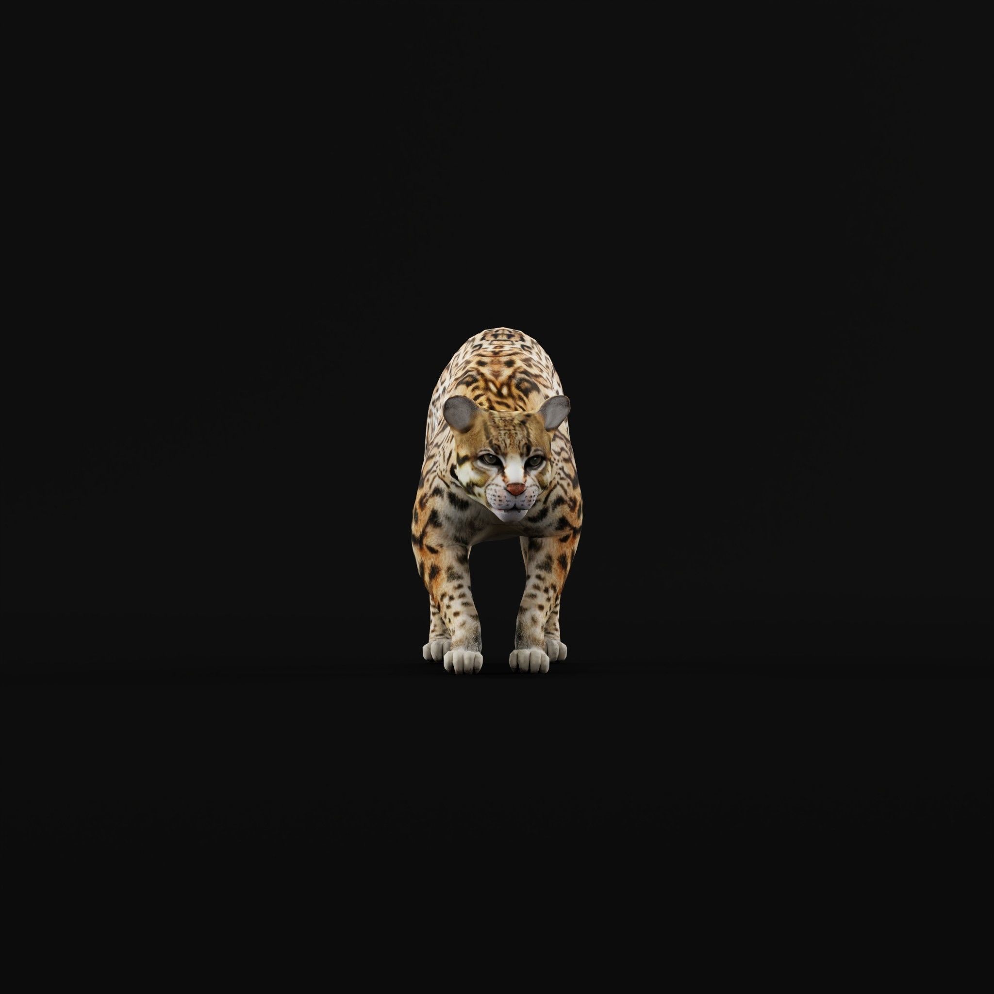 Ocelot Wild Cat Low-poly 3D model_9