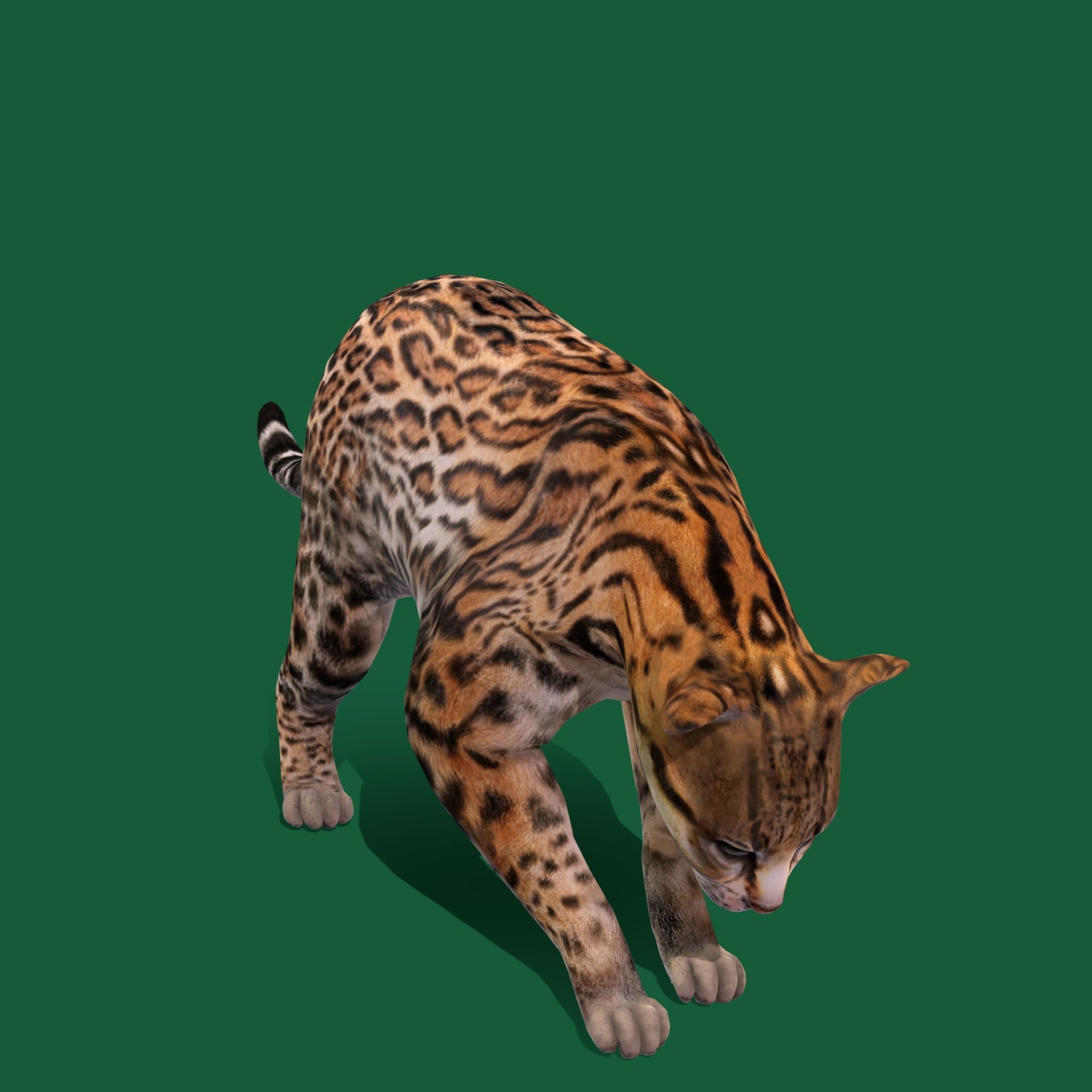 Ocelot Wild Cat Low-poly 3D model_24