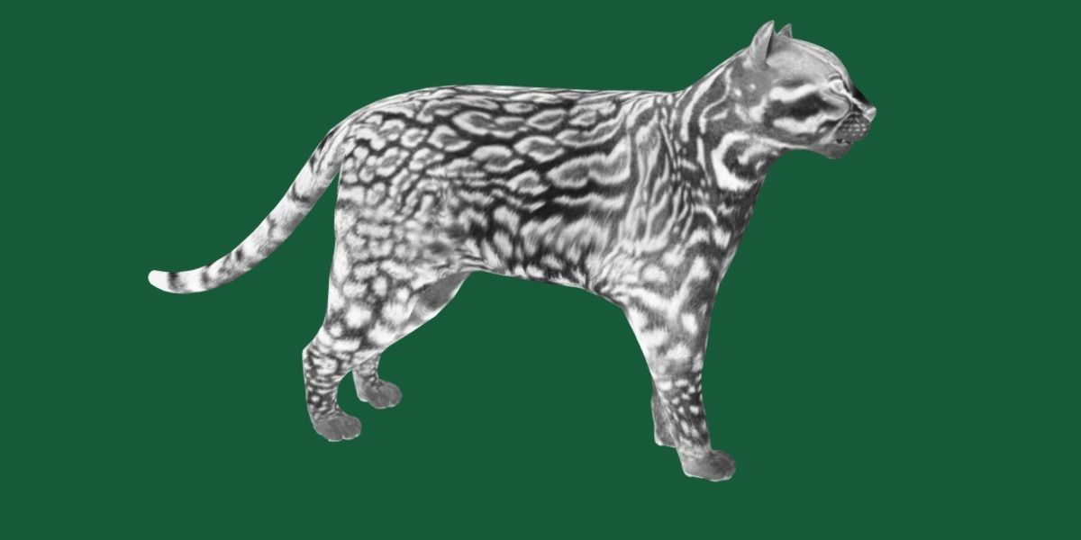 Ocelot Wild Cat Low-poly 3D model_13