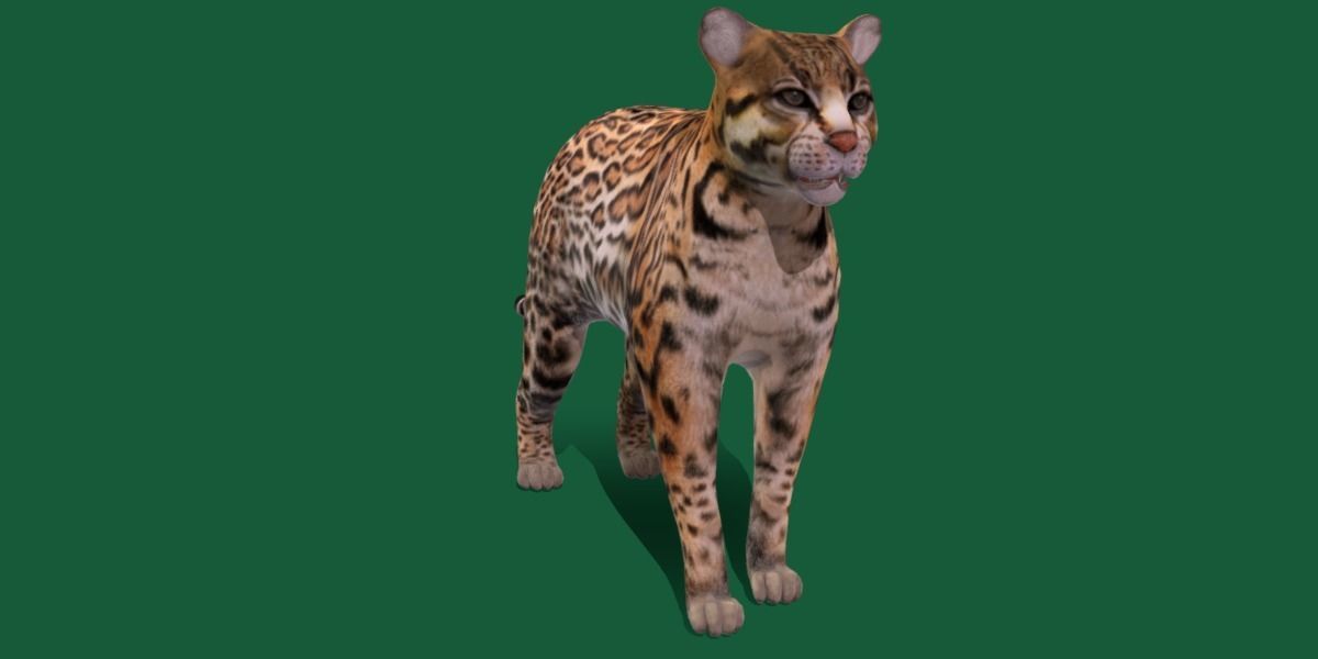 Ocelot Wild Cat Low-poly 3D model_30