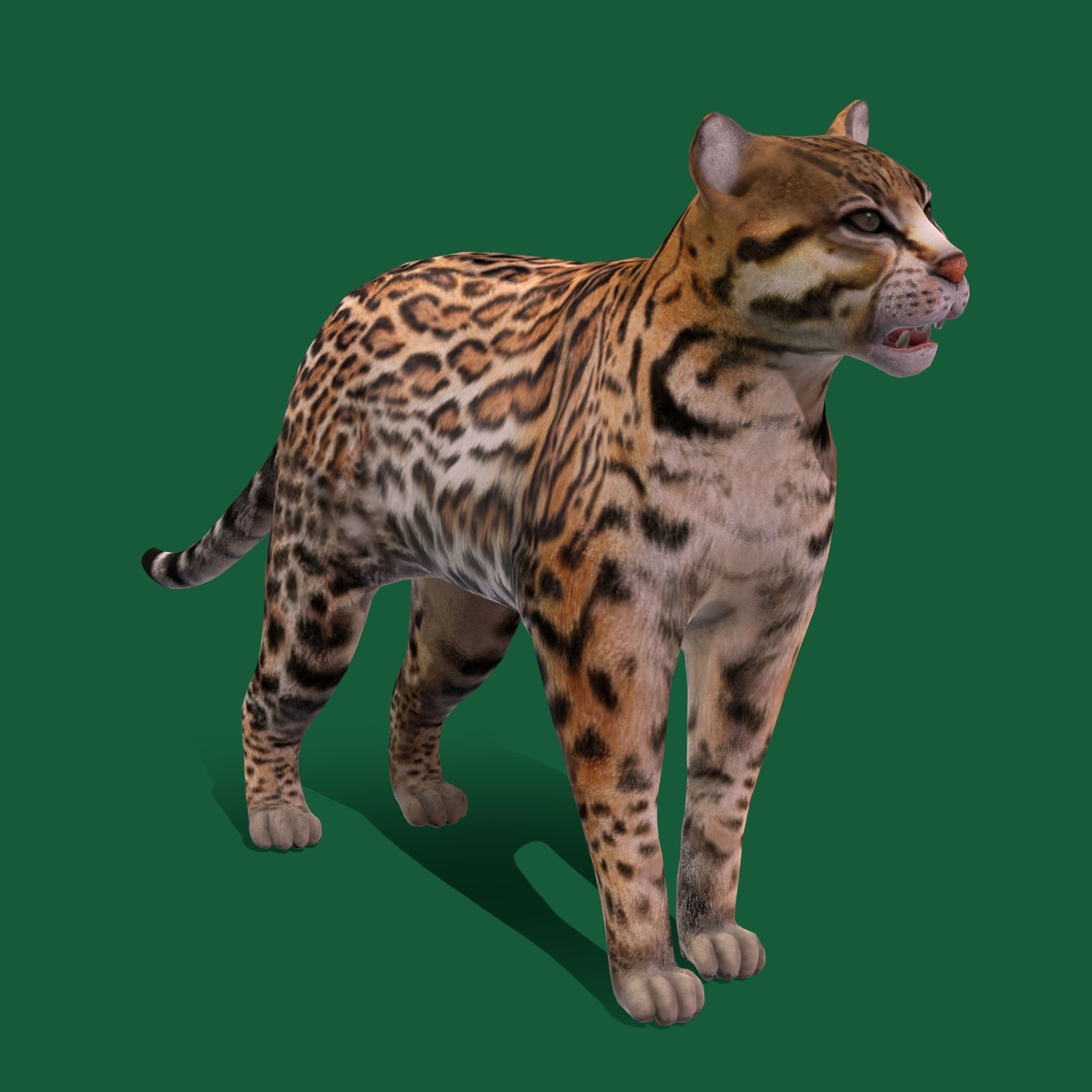 Ocelot Wild Cat Low-poly 3D model_23