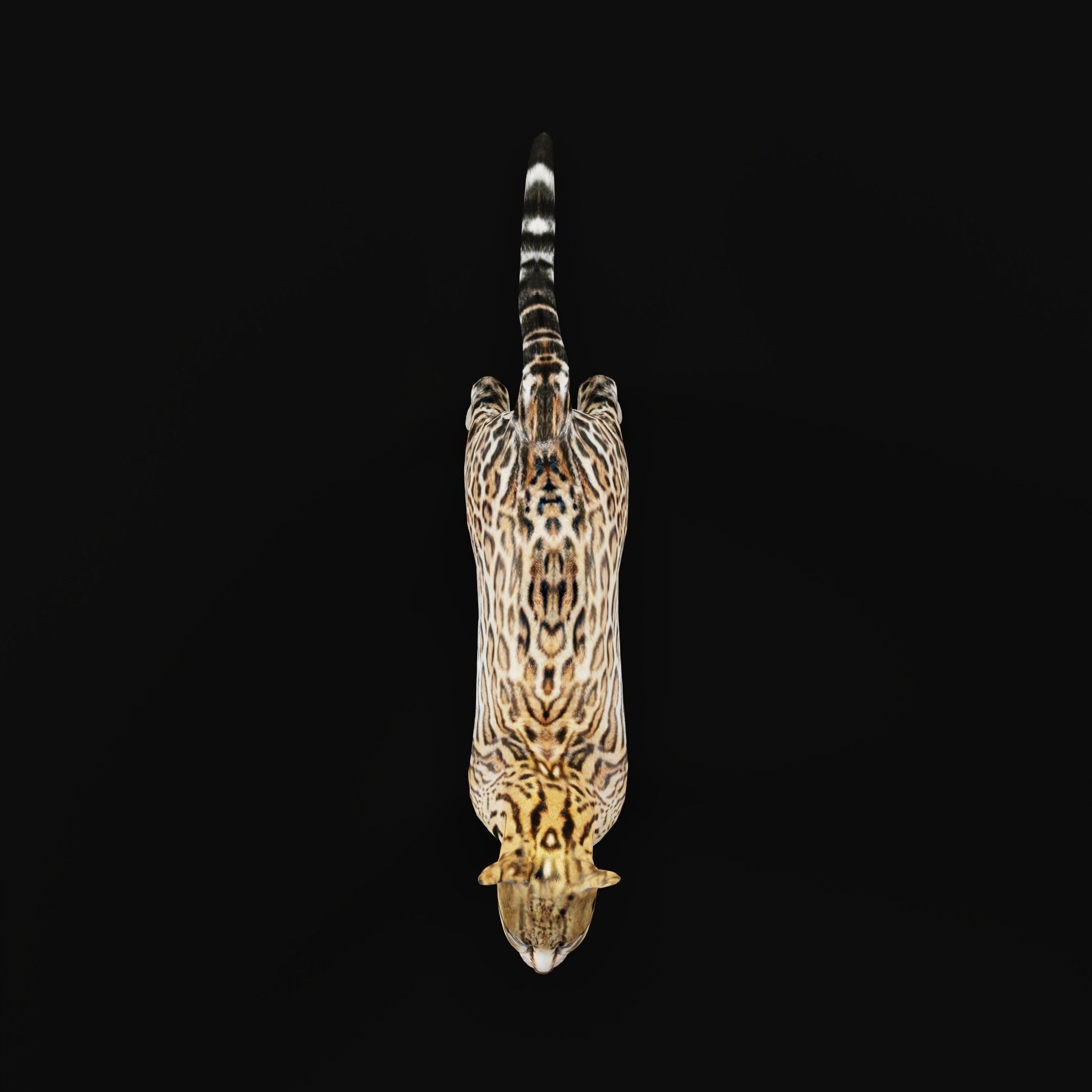 Ocelot Wild Cat Low-poly 3D model_5