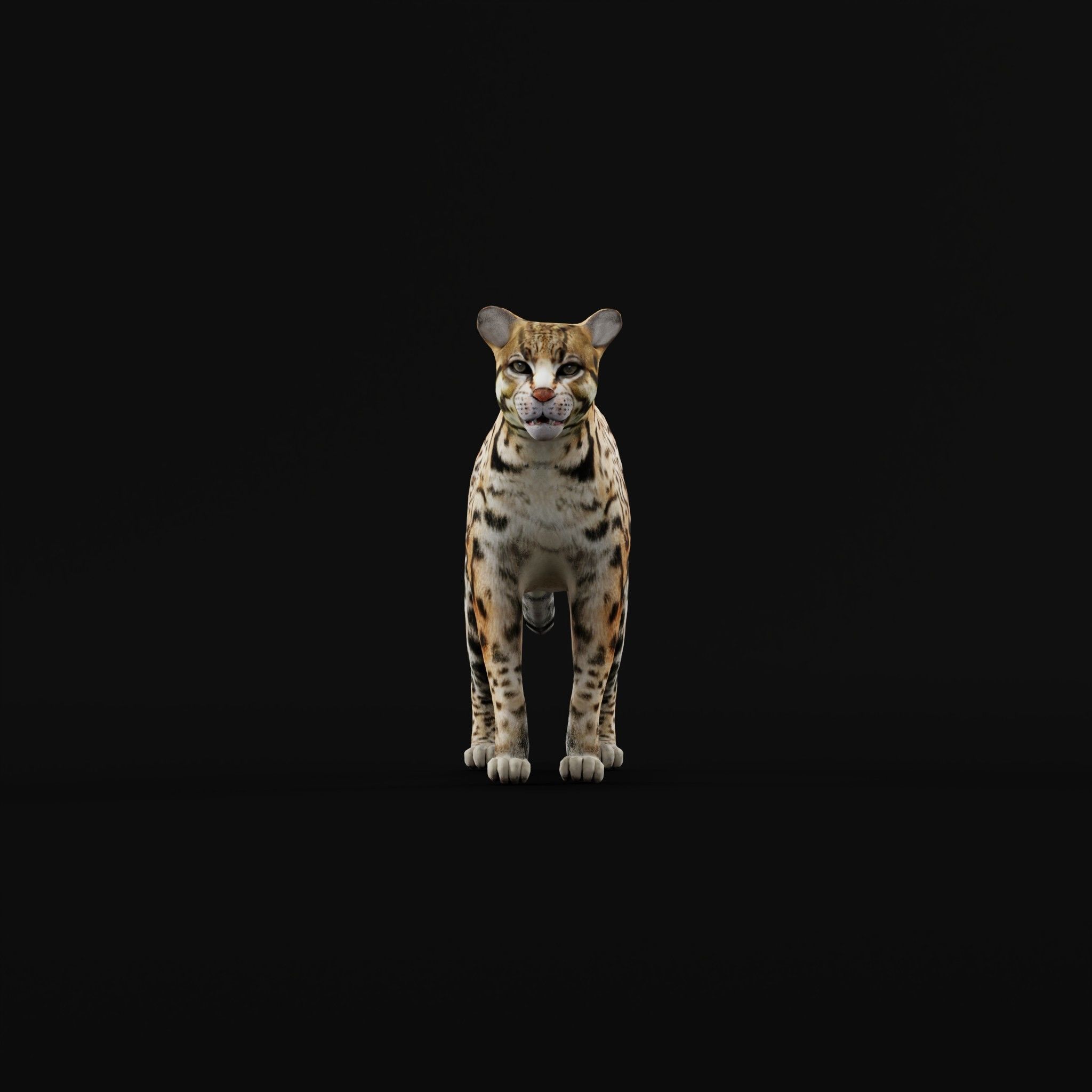 Ocelot Wild Cat Low-poly 3D model_3