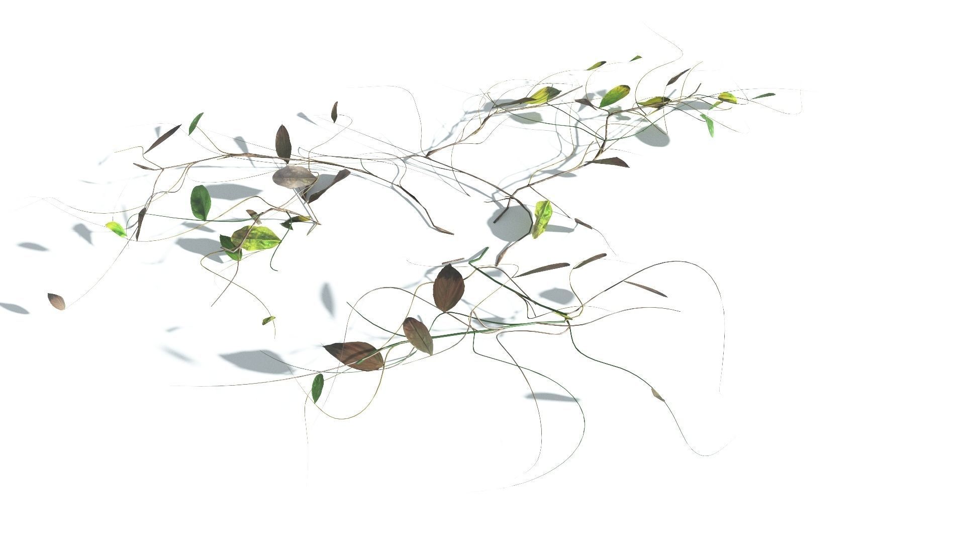 EVERYPlant Beach Morning Glory LowPoly 1 --14 Models-- Low-poly 3D model_11