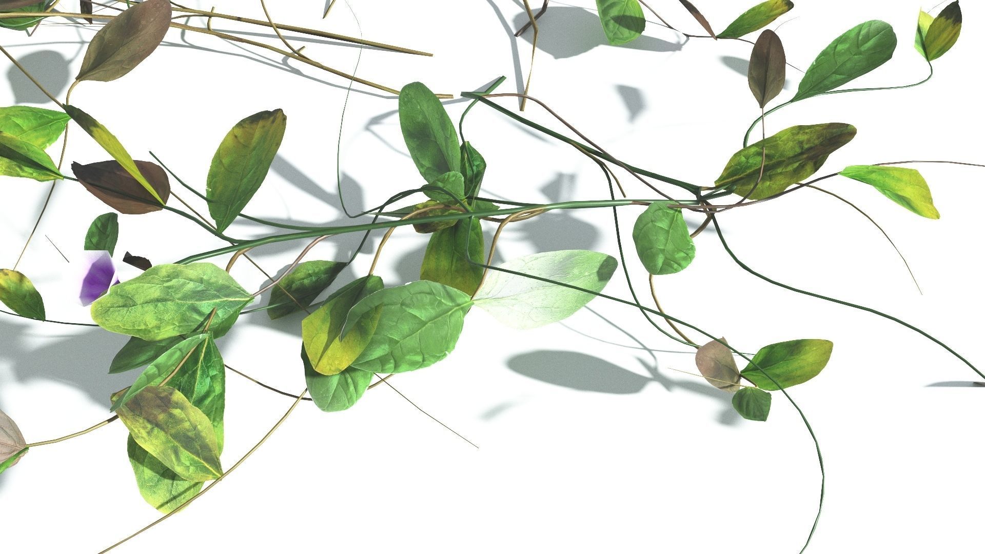 EVERYPlant Beach Morning Glory LowPoly 1 --14 Models-- Low-poly 3D model_10