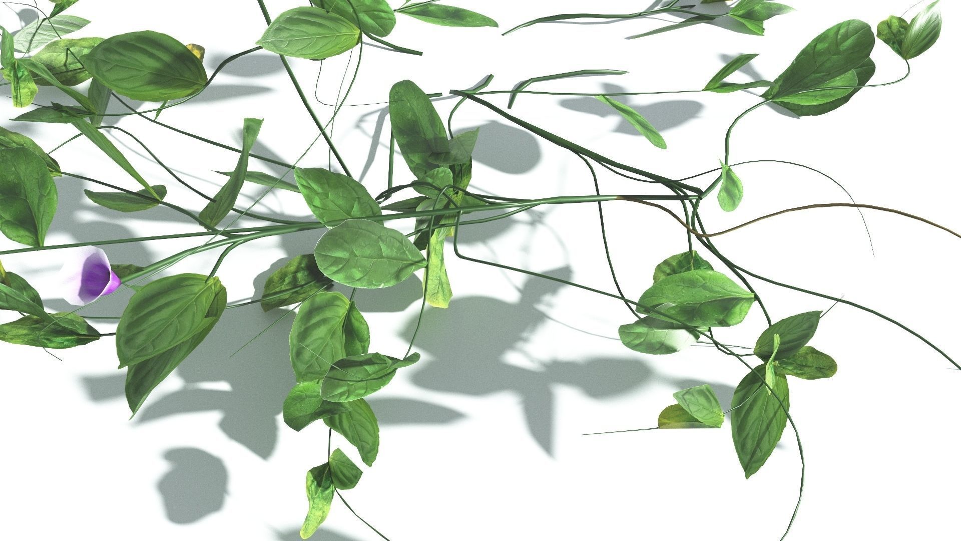 EVERYPlant Beach Morning Glory LowPoly 1 --14 Models-- Low-poly 3D model_32